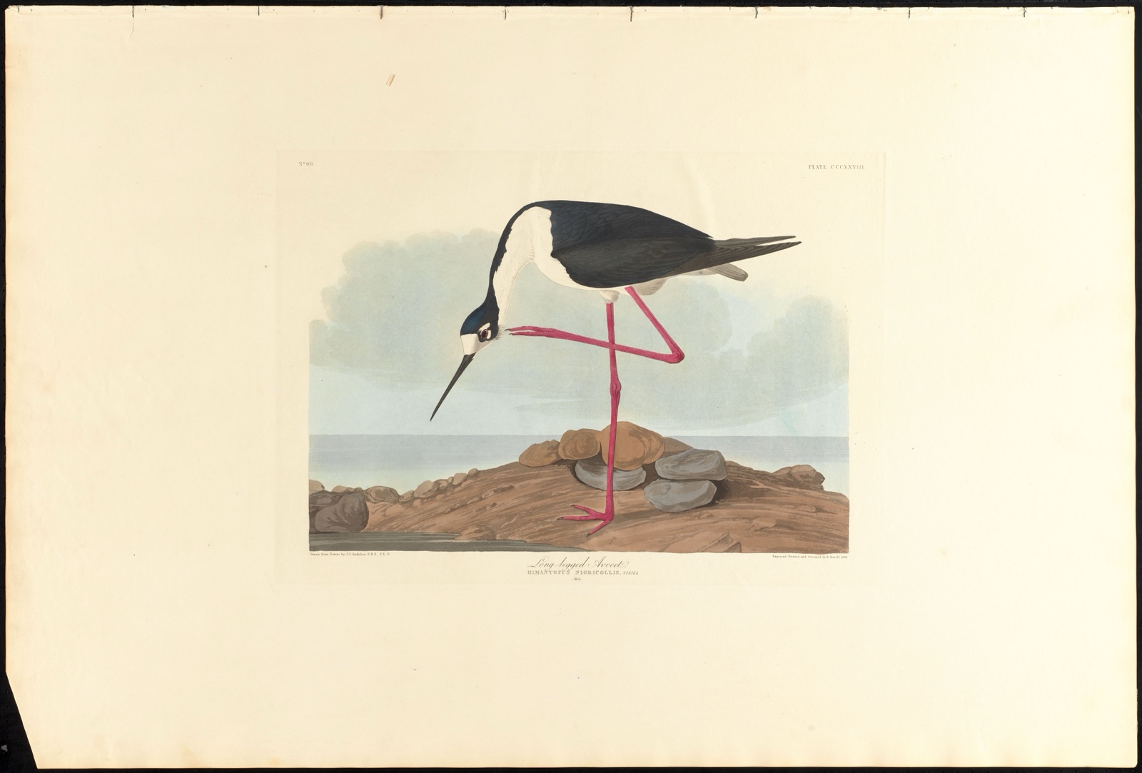 Long-legged avocet — Audubon, John James, 1785-1851 (Artist); Havell, Robert, 1793-1878 (Engraver)