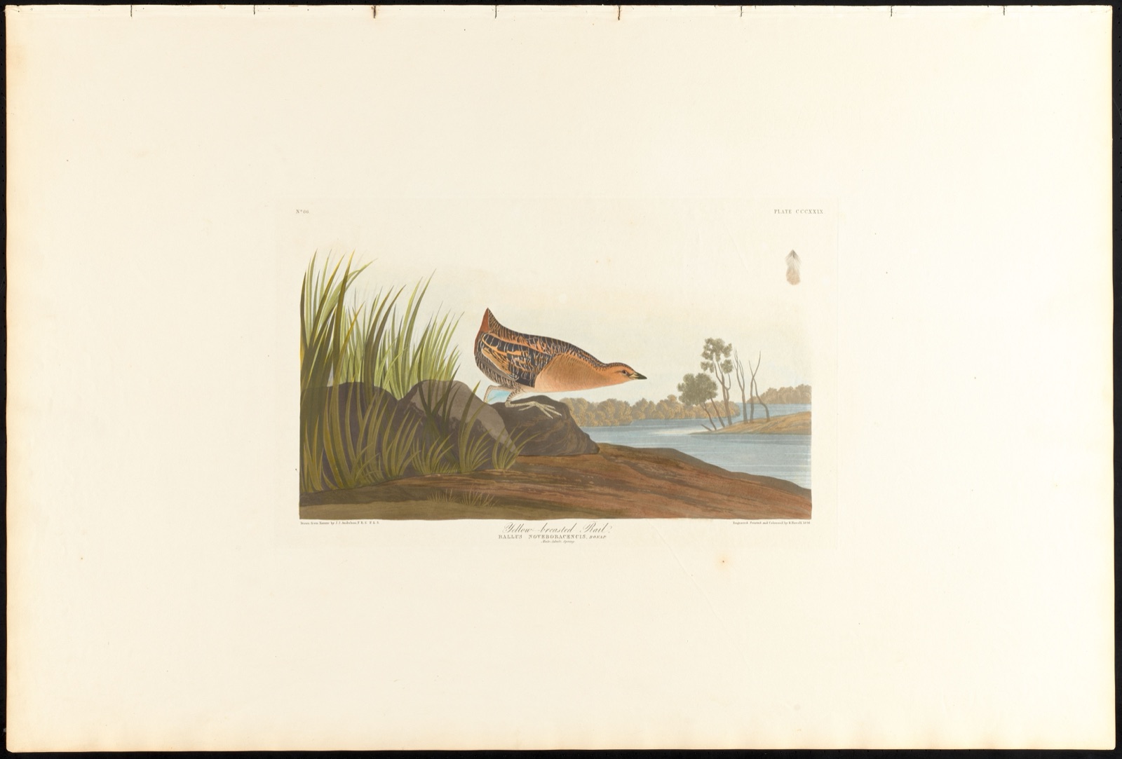 Yellow-breasted rail — Audubon, John James, 1785-1851 (Artist); Havell, Robert, 1793-1878 (Engraver)