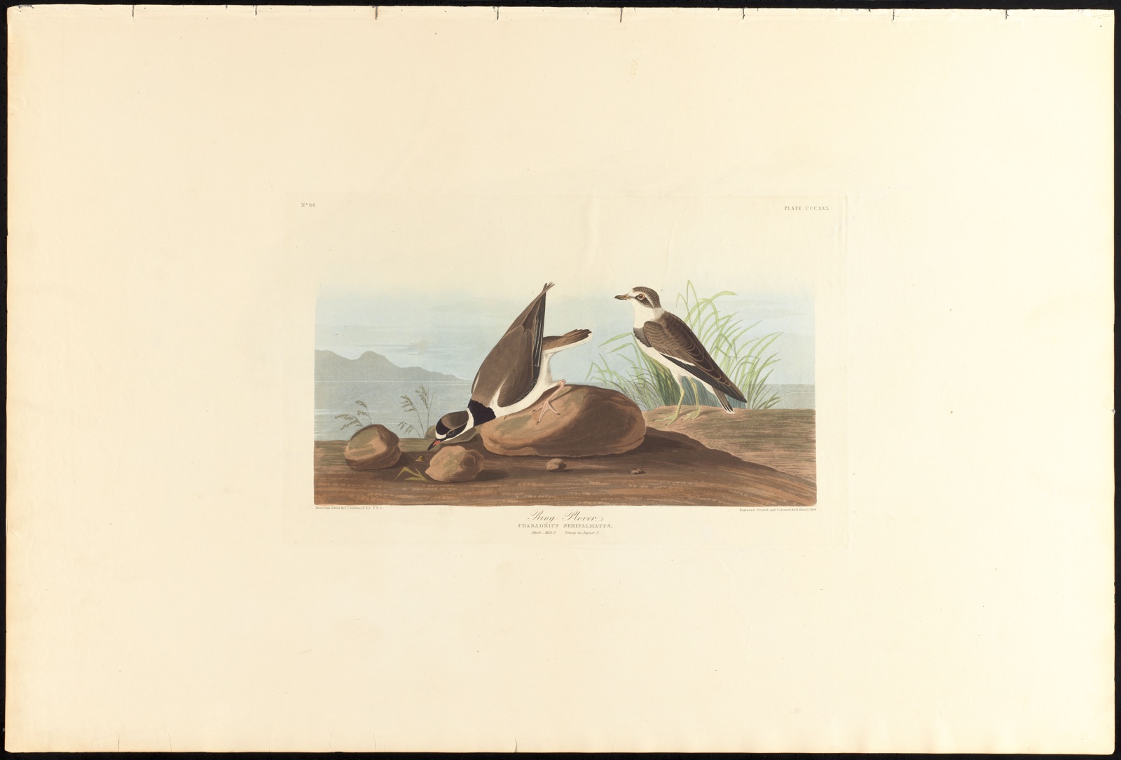 Ring plover — Audubon, John James, 1785-1851 (Artist); Havell, Robert, 1793-1878 (Engraver)