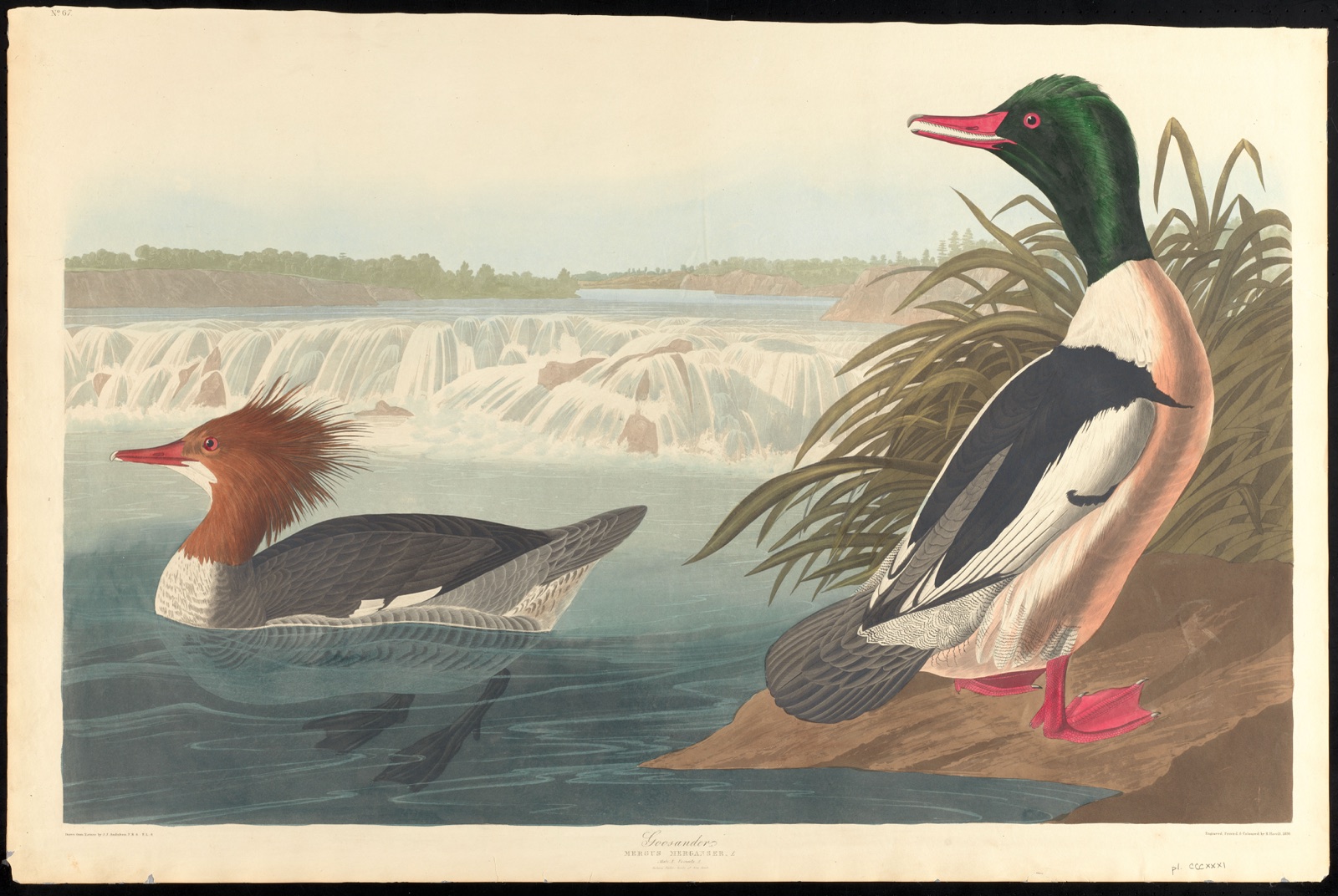 Goosander — Audubon, John James, 1785-1851 (Artist); Havell, Robert, 1793-1878 (Engraver)