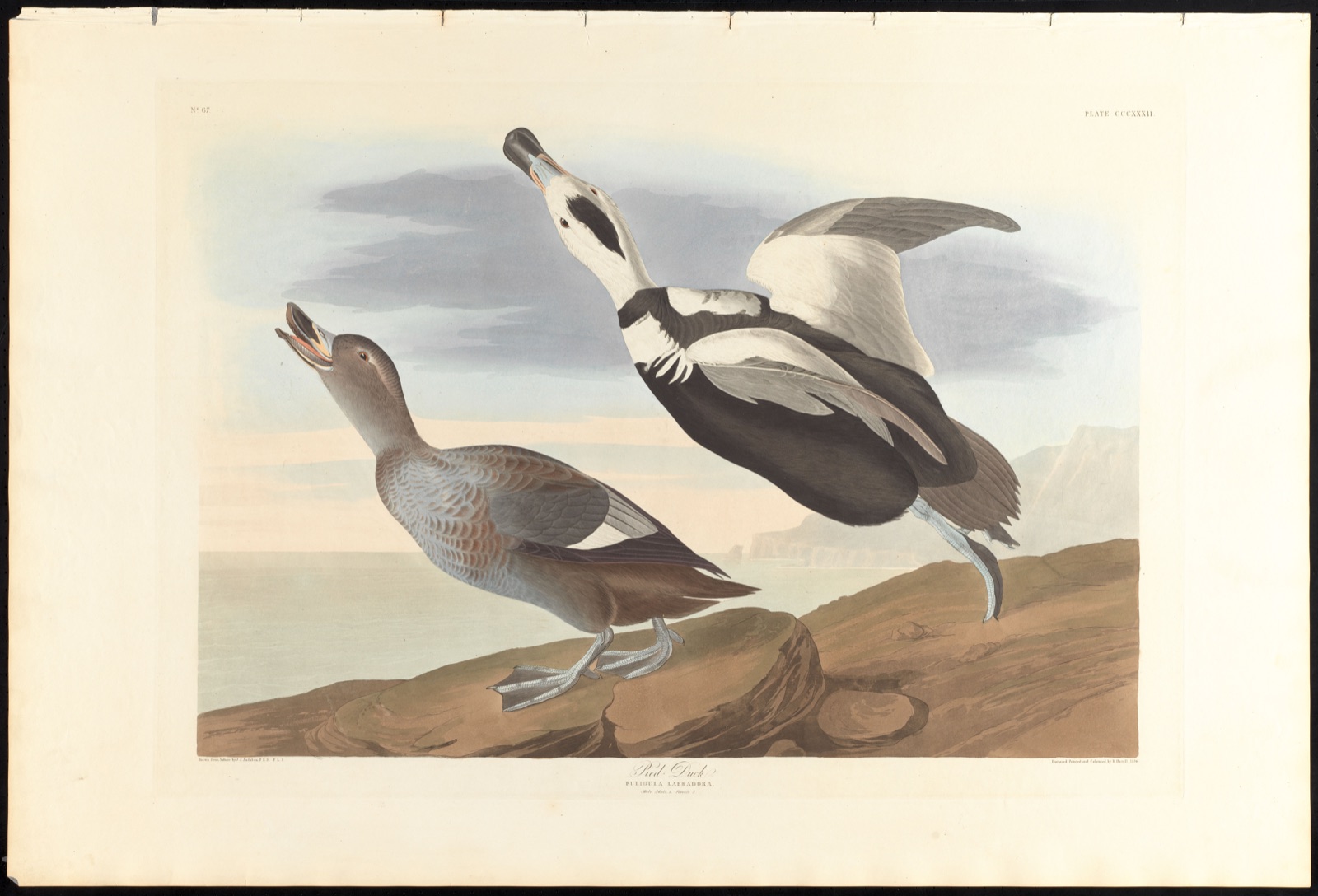 Pied duck — Audubon, John James, 1785-1851 (Artist); Havell, Robert, 1793-1878 (Engraver)