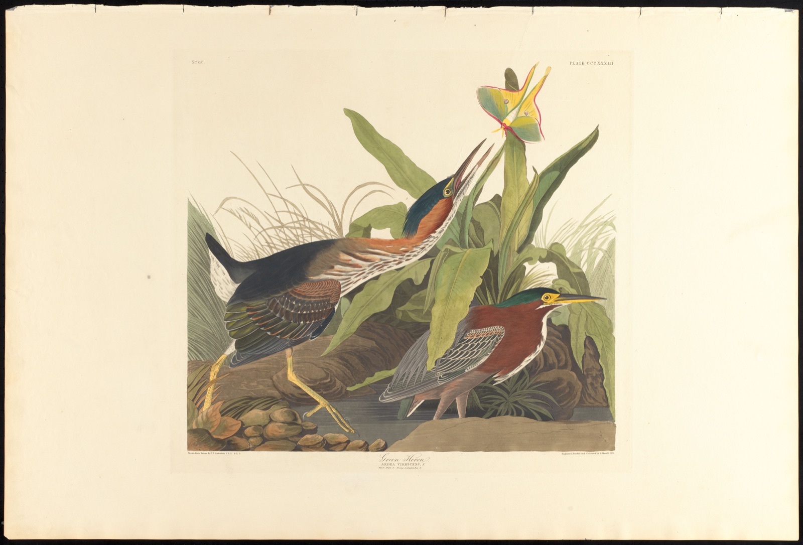 Green heron — Audubon, John James, 1785-1851 (Artist); Havell, Robert, 1793-1878 (Engraver)