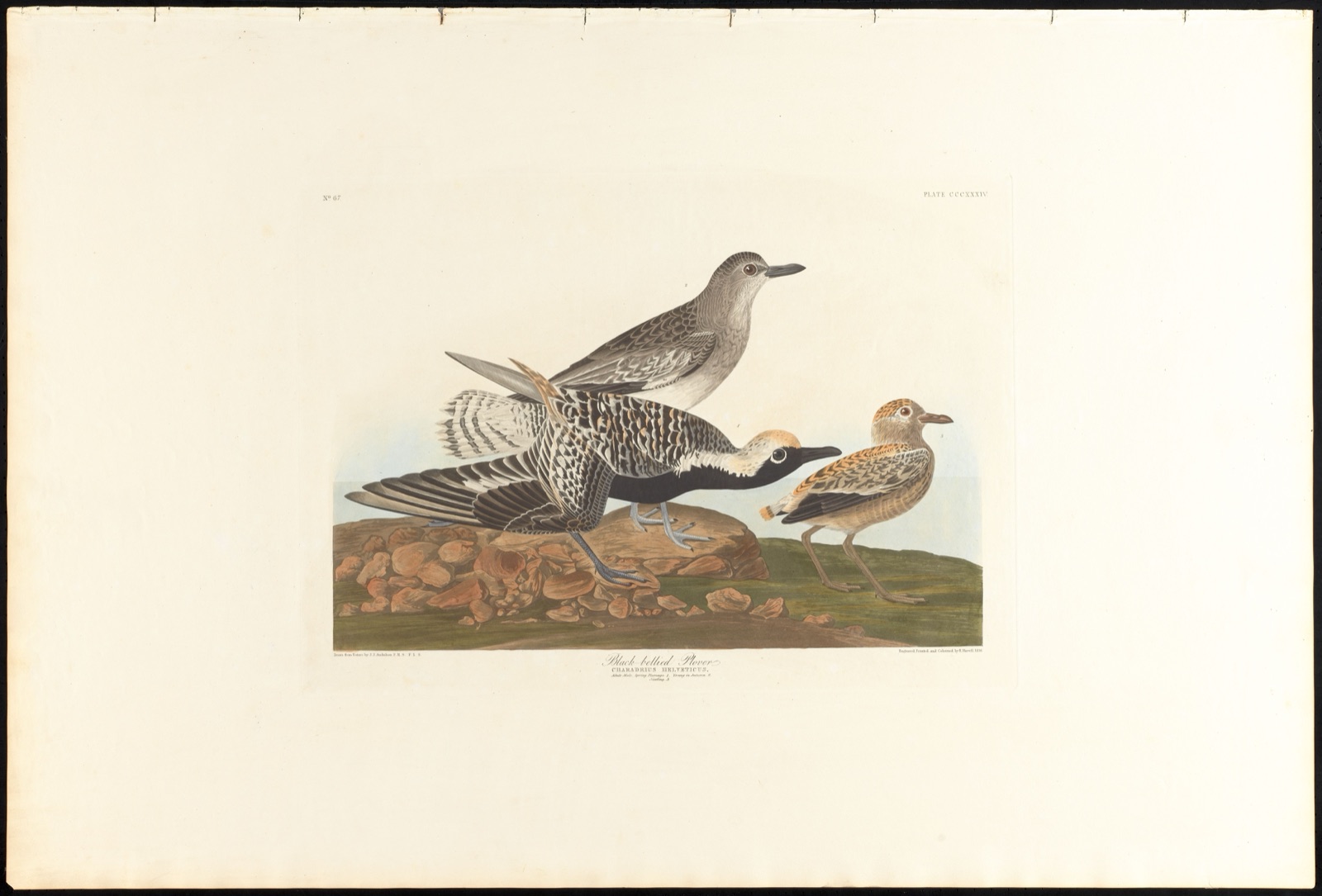 Black-belled plover — Audubon, John James, 1785-1851 (Artist); Havell, Robert, 1793-1878 (Engraver)