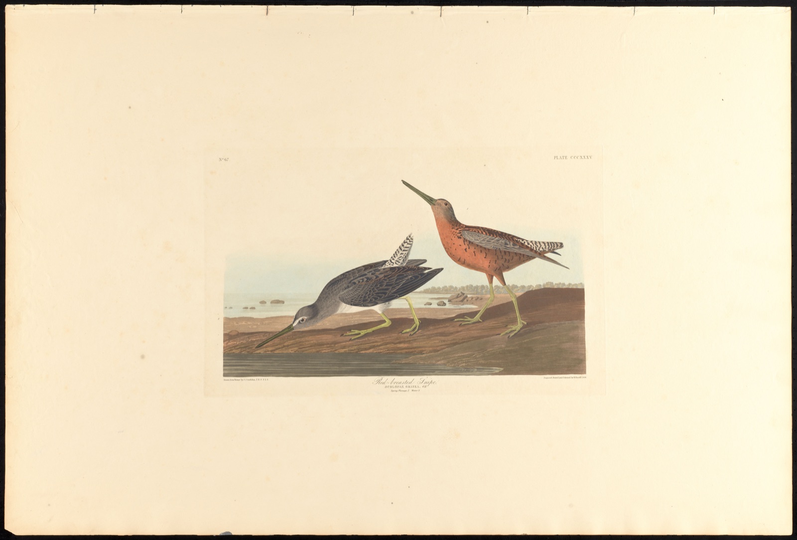 Red-breasted snipe — Audubon, John James, 1785-1851 (Artist); Havell, Robert, 1793-1878 (Engraver)