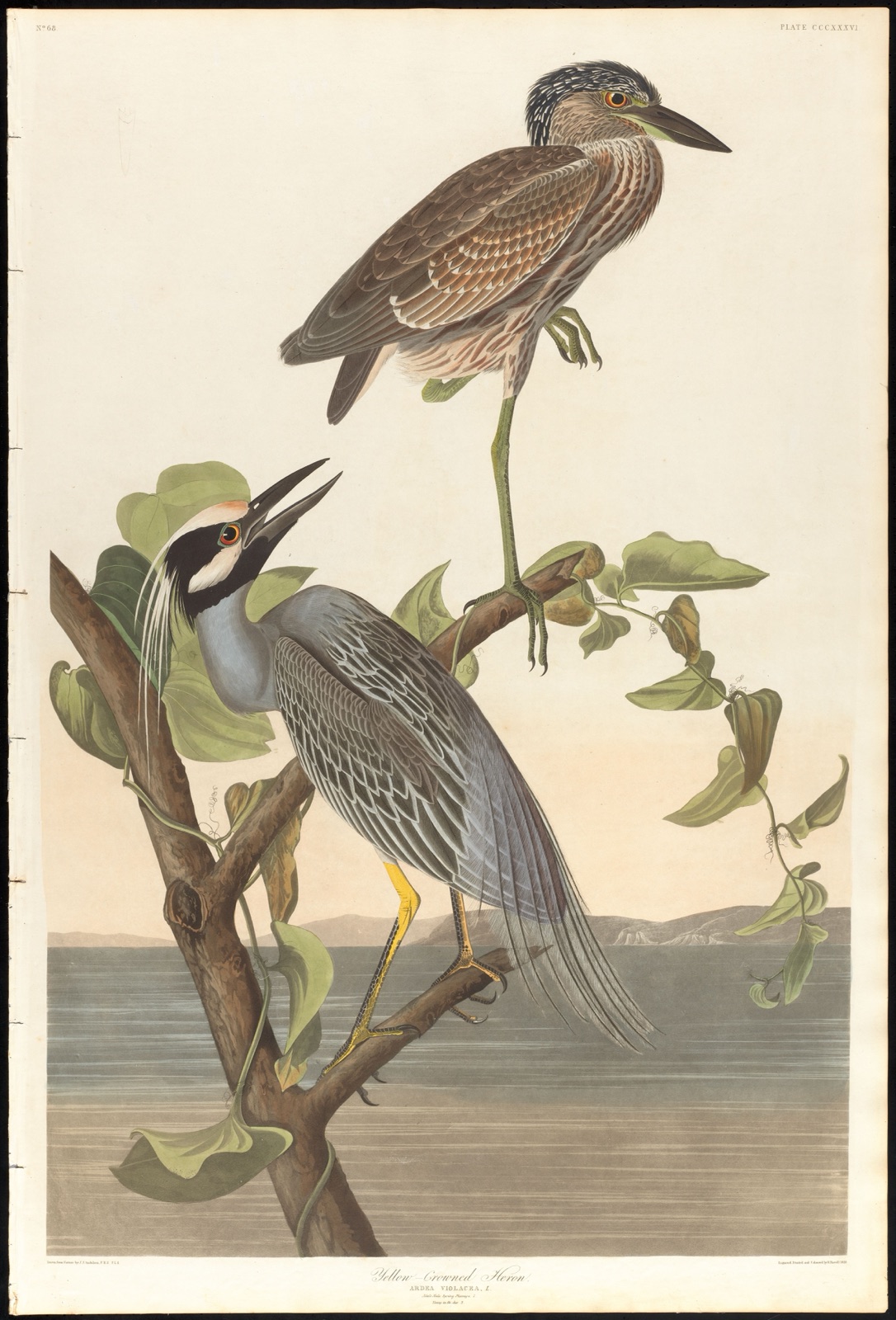 Yellow-crowned heron — Audubon, John James, 1785-1851 (Artist); Havell, Robert, 1793-1878 (Engraver)