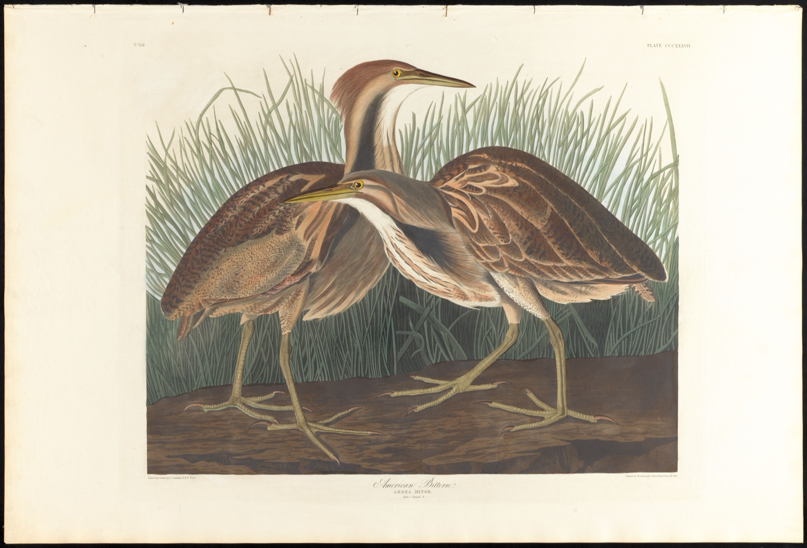American bittern — Audubon, John James, 1785-1851 (Artist); Havell, Robert, 1793-1878 (Engraver)