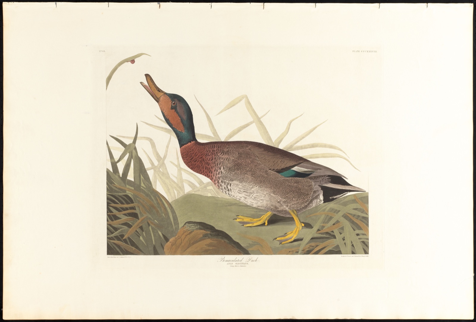 Bemaculated duck — Audubon, John James, 1785-1851 (Artist); Havell, Robert, 1793-1878 (Engraver)