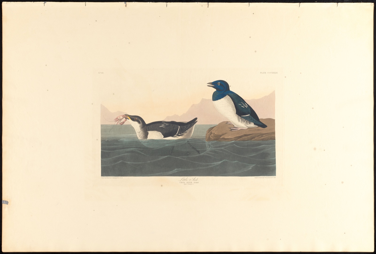 Little auk — Audubon, John James, 1785-1851 (Artist); Havell, Robert, 1793-1878 (Engraver)