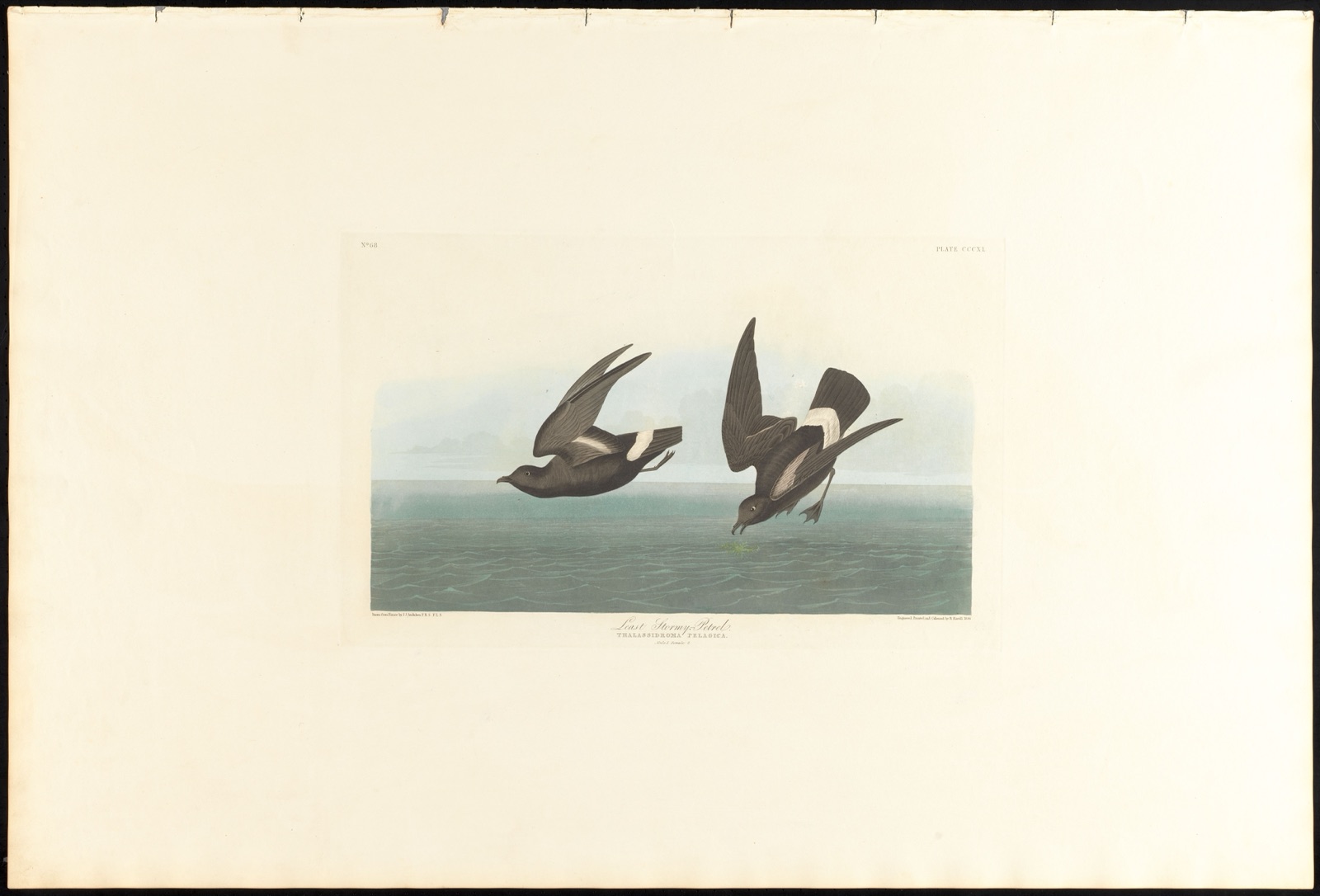 Least stormy-petrel — Audubon, John James, 1785-1851 (Artist); Havell, Robert, 1793-1878 (Engraver)