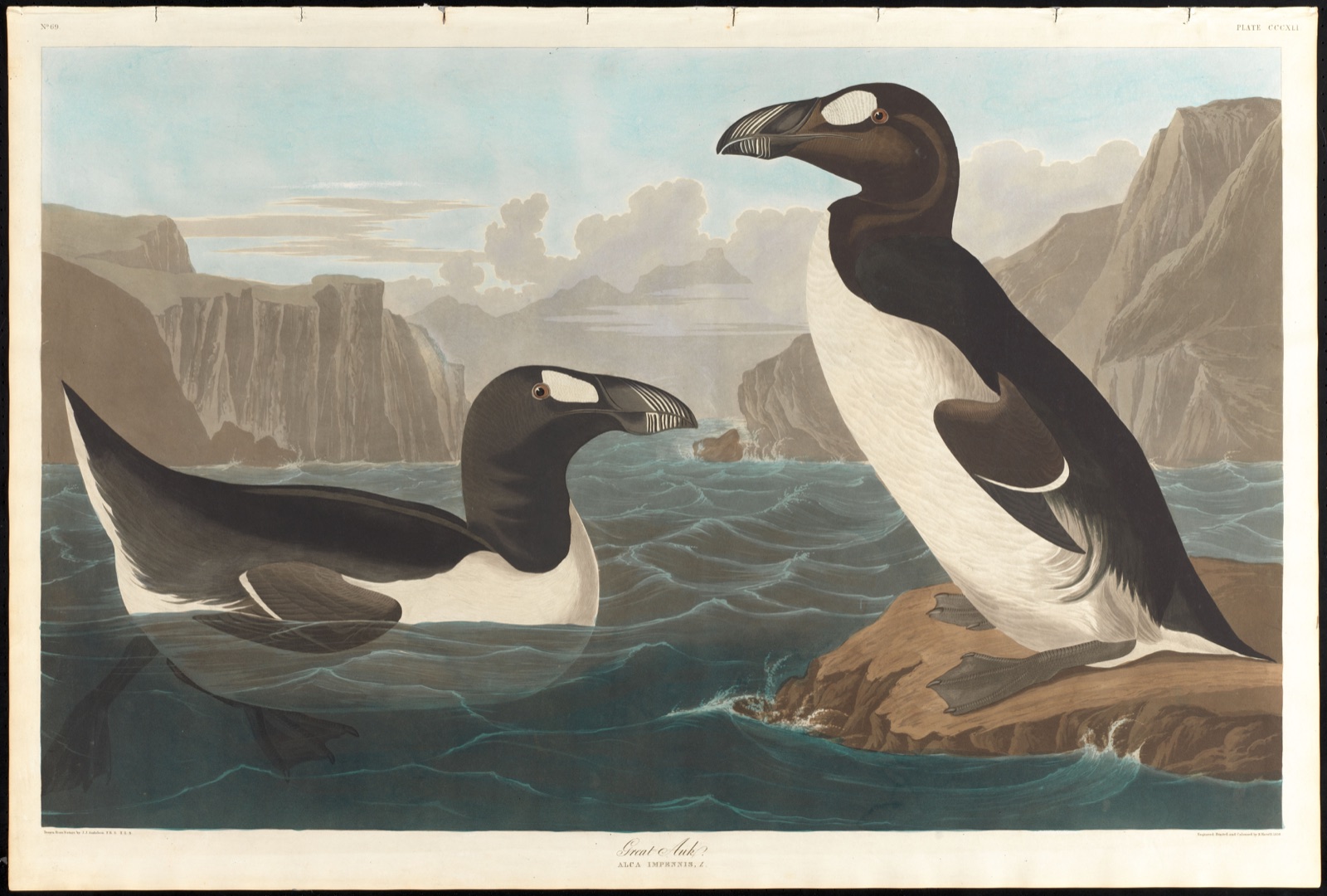 Great auk — Audubon, John James, 1785-1851 (Artist); Havell, Robert, 1793-1878 (Engraver)