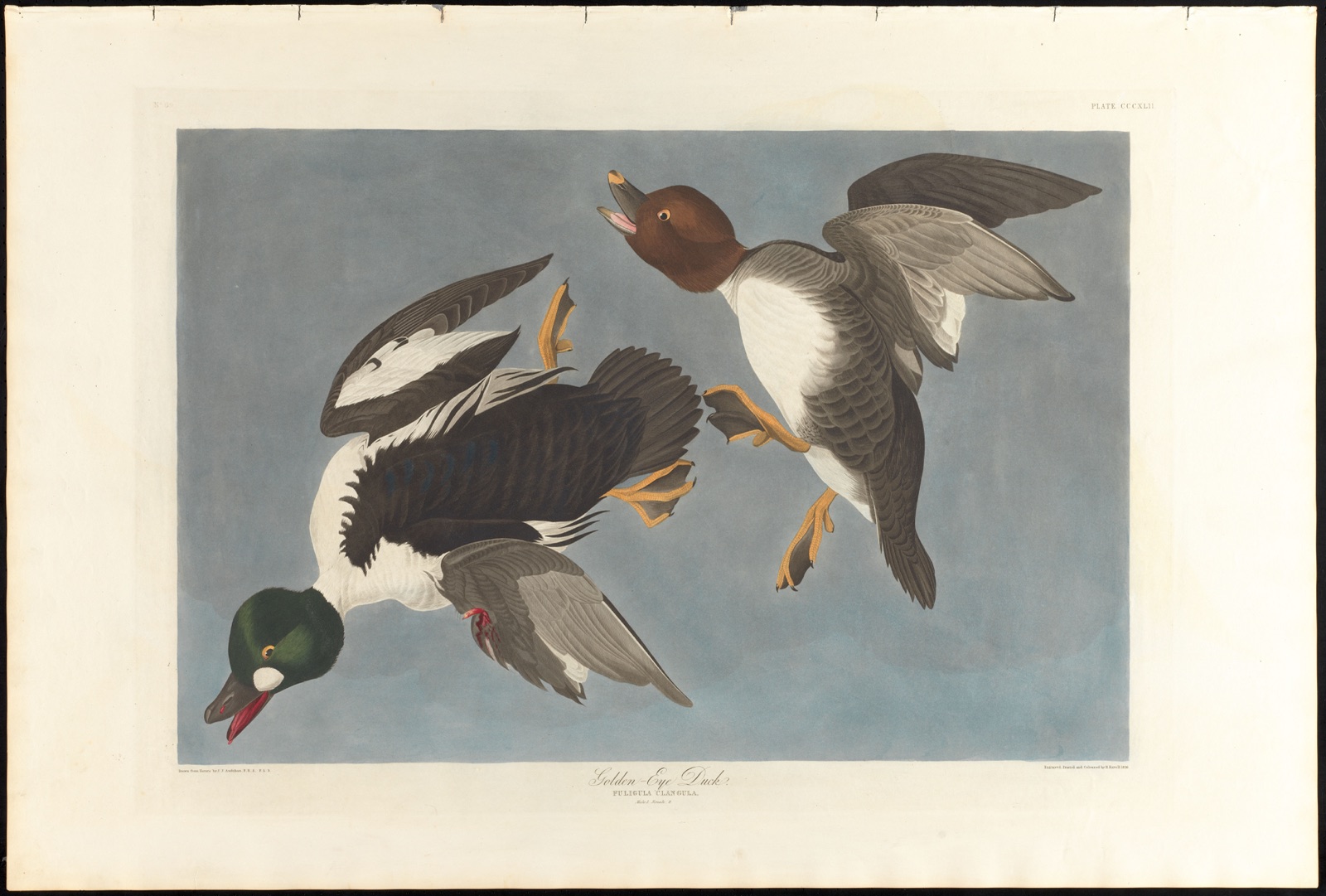 Golden-eye duck — Audubon, John James, 1785-1851 (Artist); Havell, Robert, 1793-1878 (Engraver)