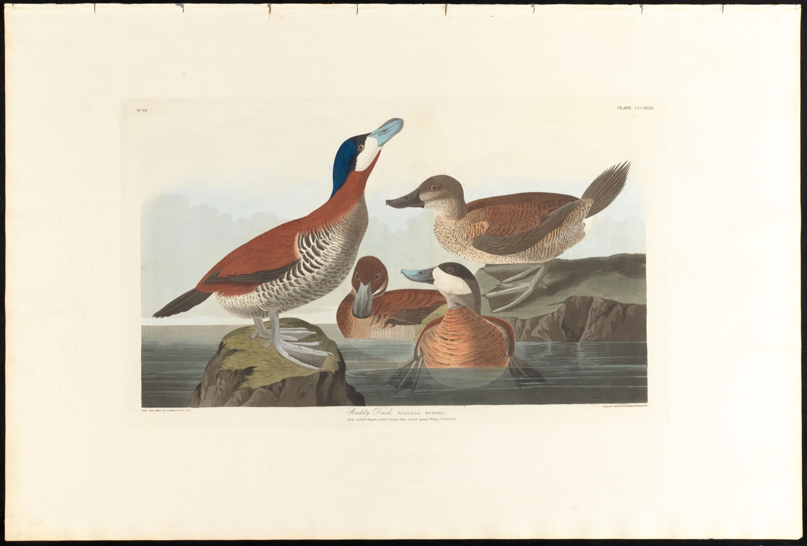 Ruddy duck — Audubon, John James, 1785-1851 (Artist); Havell, Robert, 1793-1878 (Engraver)