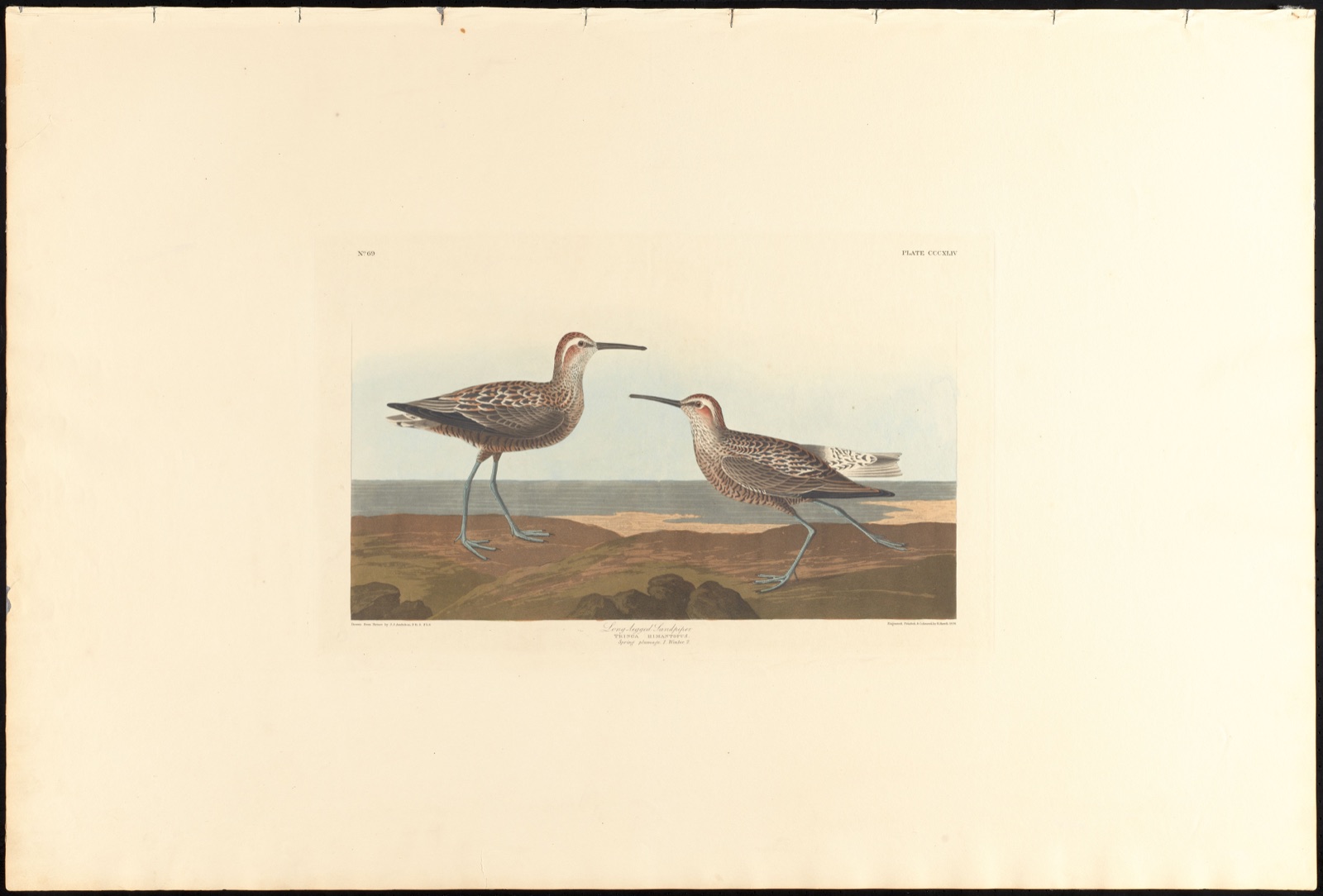 Long-legged sandpiper — Audubon, John James, 1785-1851 (Artist); Havell, Robert, 1793-1878 (Engraver)