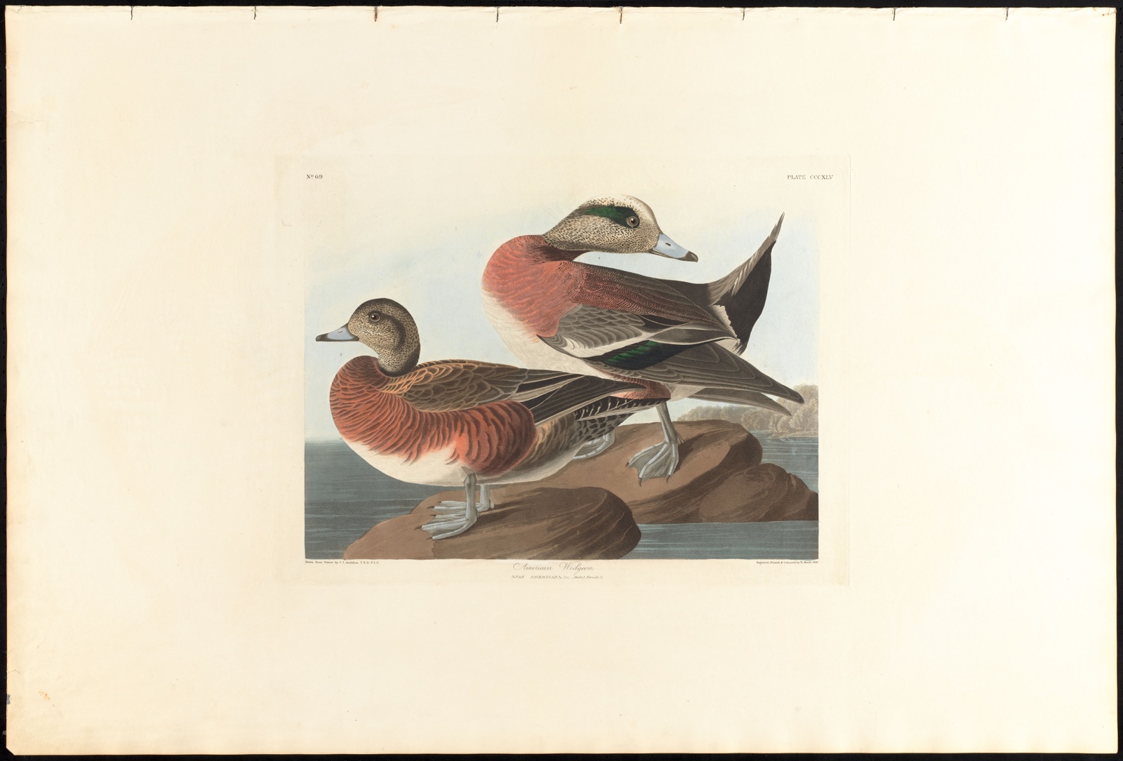 American widgeon — Audubon, John James, 1785-1851 (Artist); Havell, Robert, 1793-1878 (Engraver)