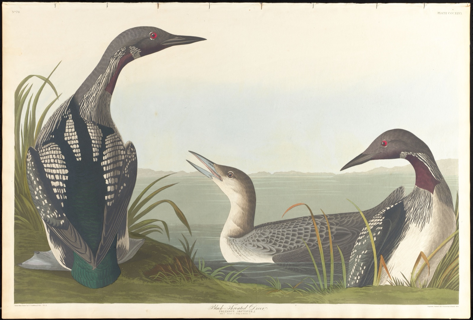 Black-throated diver — Audubon, John James, 1785-1851 (Artist); Havell, Robert, 1793-1878 (Engraver)