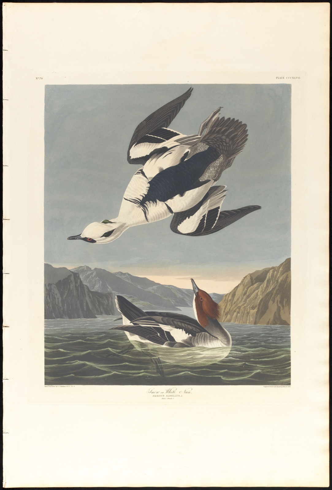Smew or white nun — Audubon, John James, 1785-1851 (Artist); Havell, Robert, 1793-1878 (Engraver)