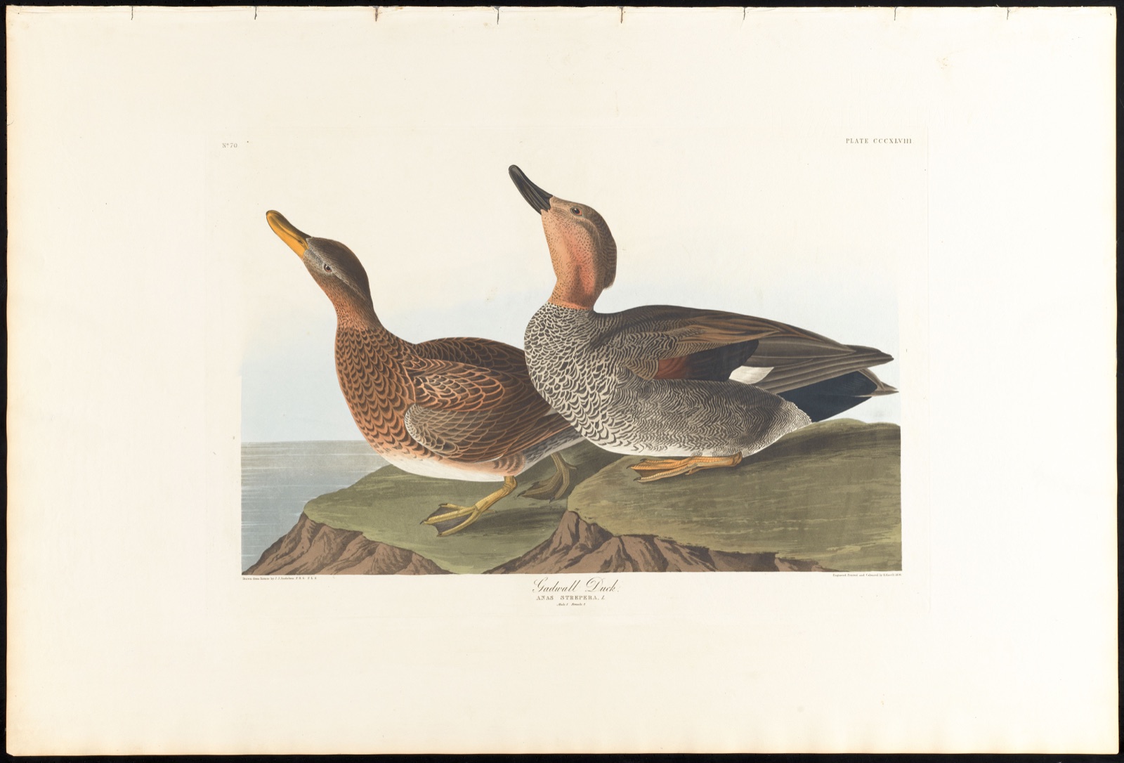 Gadwall duck — Audubon, John James, 1785-1851 (Artist); Havell, Robert, 1793-1878 (Engraver)