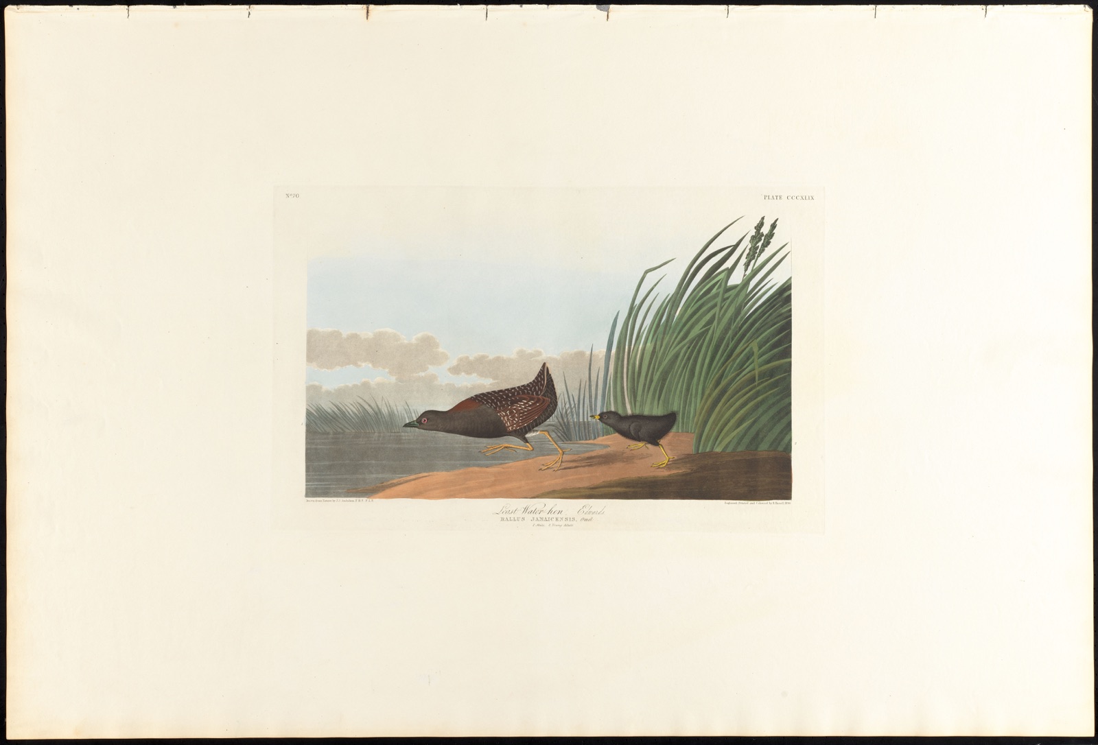 Least water-hen. Edwards. — Audubon, John James, 1785-1851 (Artist)