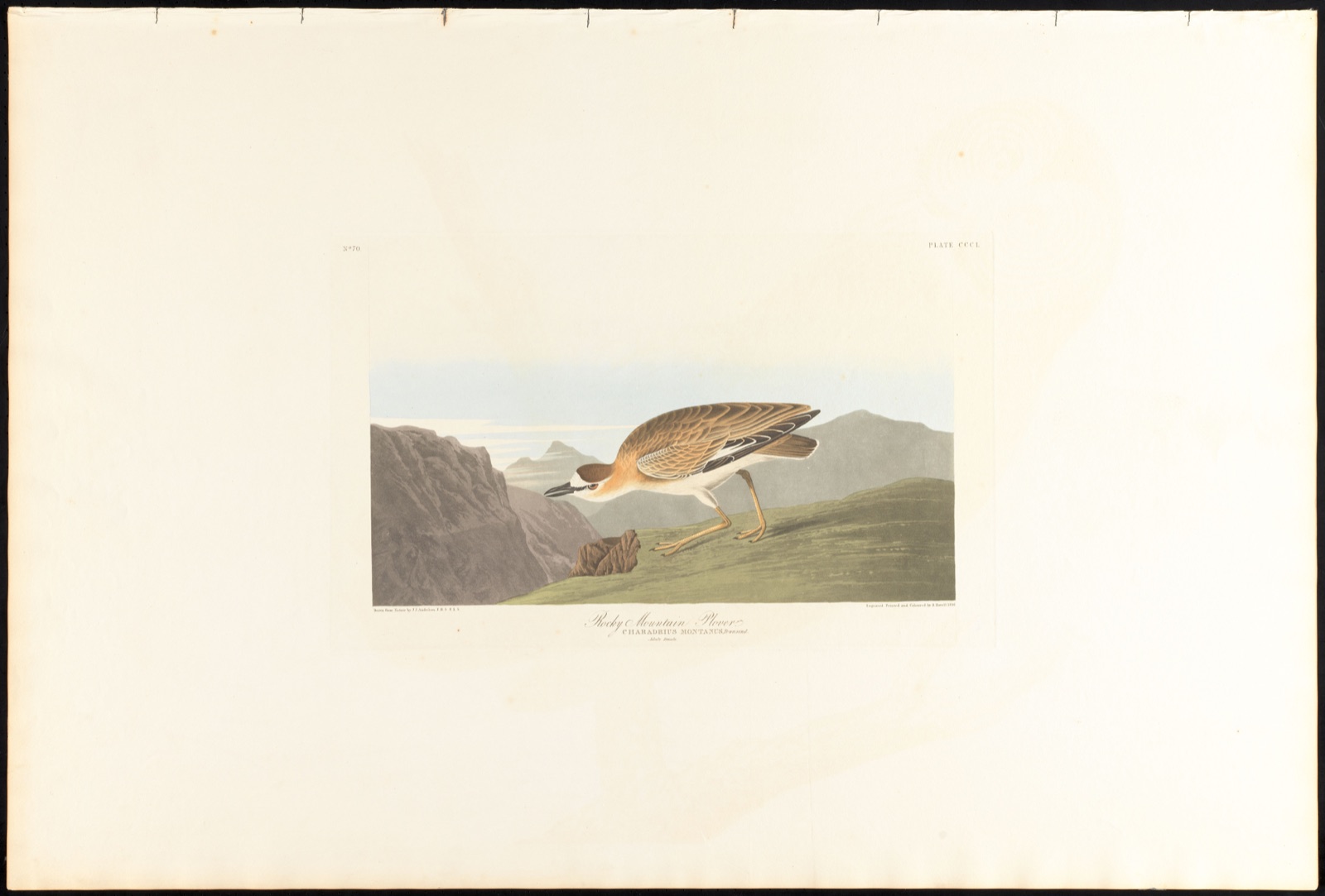 Rocky mountain plover — Audubon, John James, 1785-1851 (Artist); Havell, Robert, 1793-1878 (Engraver)