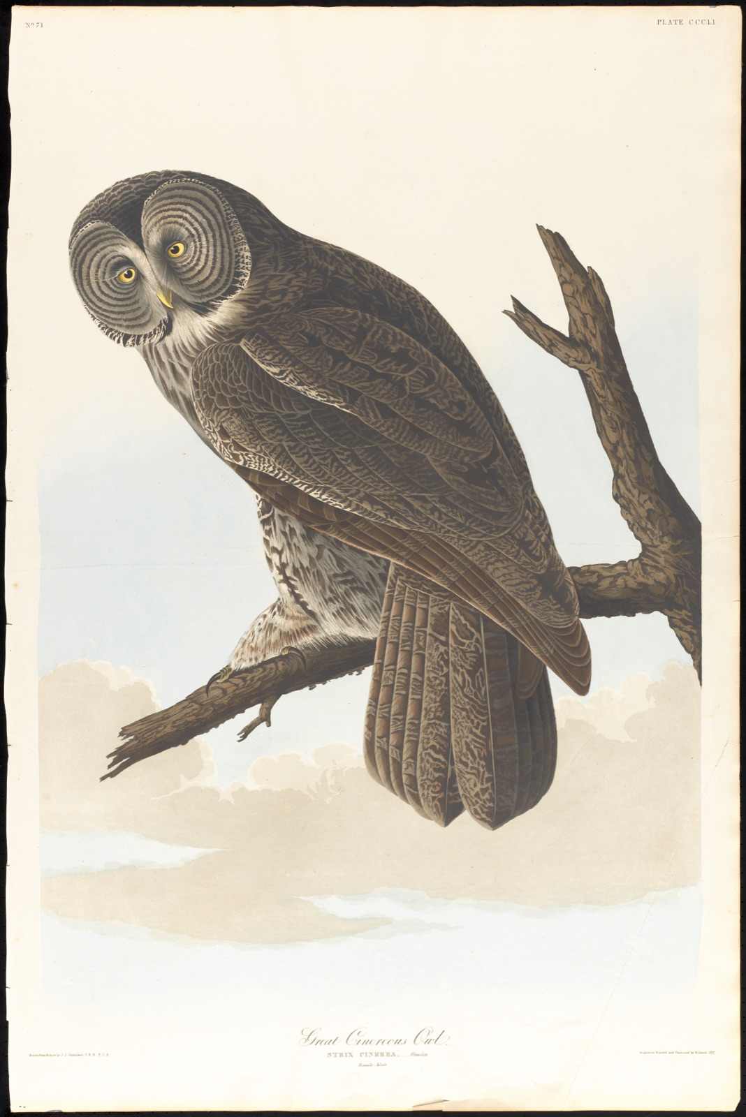 Great cinereous owl — Audubon, John James, 1785-1851 (Artist); Havell, Robert, 1793-1878 (Engraver)