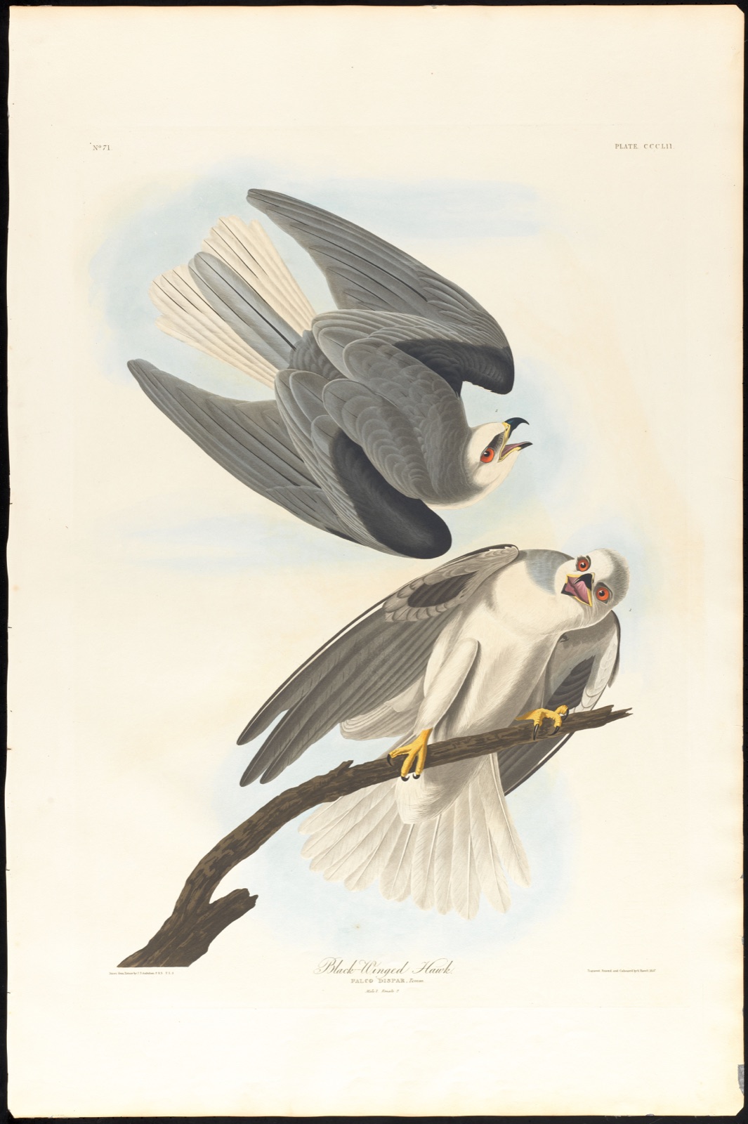 Black-winged hawk — Audubon, John James, 1785-1851 (Artist); Havell, Robert, 1793-1878 (Engraver)