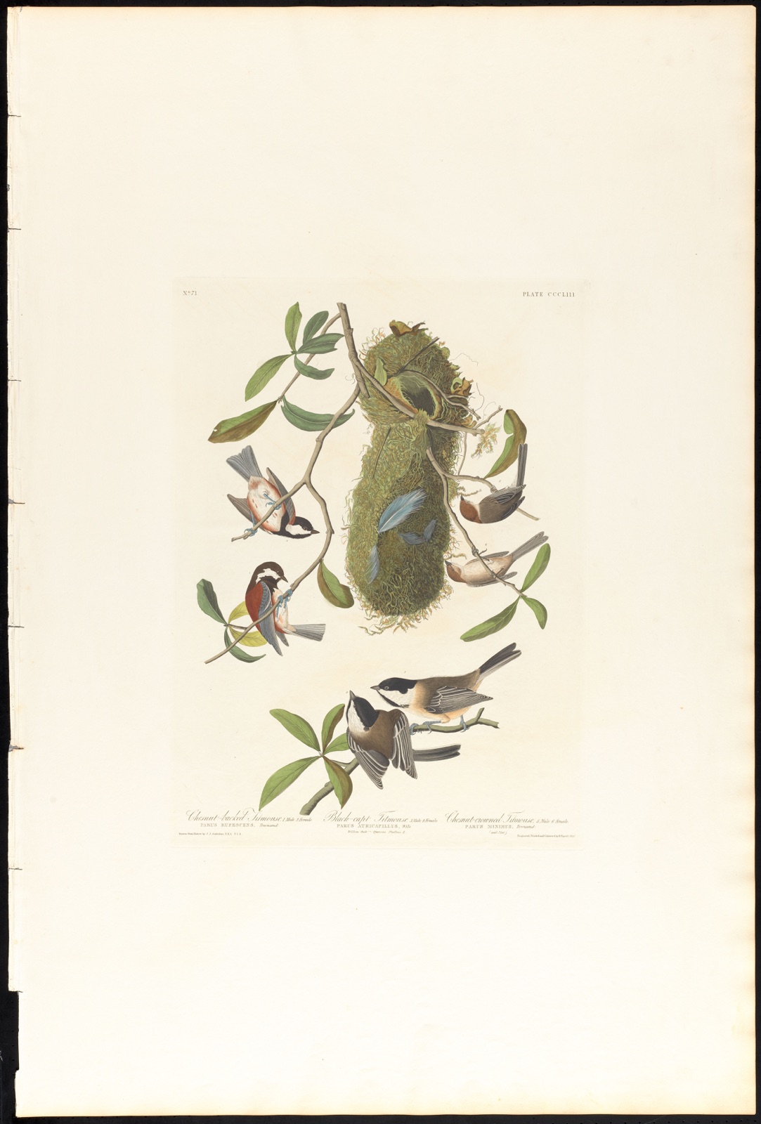 Chestnut-backed titmouse. Black-capt titmouse. Chestnut-crowed titmouse — Audubon, John James, 1785-1851 (Artist); Havell, Robert, 1793-1878 (Engraver)