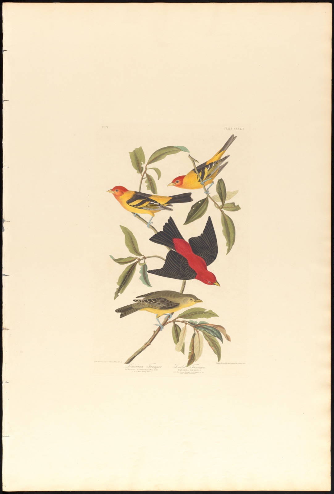Louisiana tanager. Scarlet tanager — Audubon, John James, 1785-1851 (Artist); Havell, Robert, 1793-1878 (Engraver)