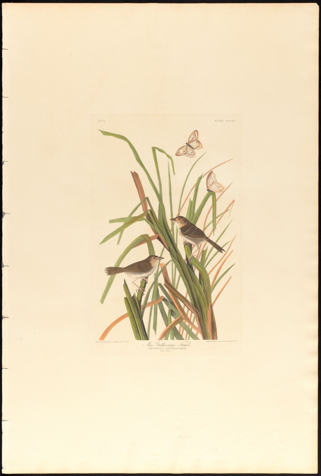 MacGillivray's finch — Audubon, John James, 1785-1851 (Artist); Havell, Robert, 1793-1878 (Engraver)