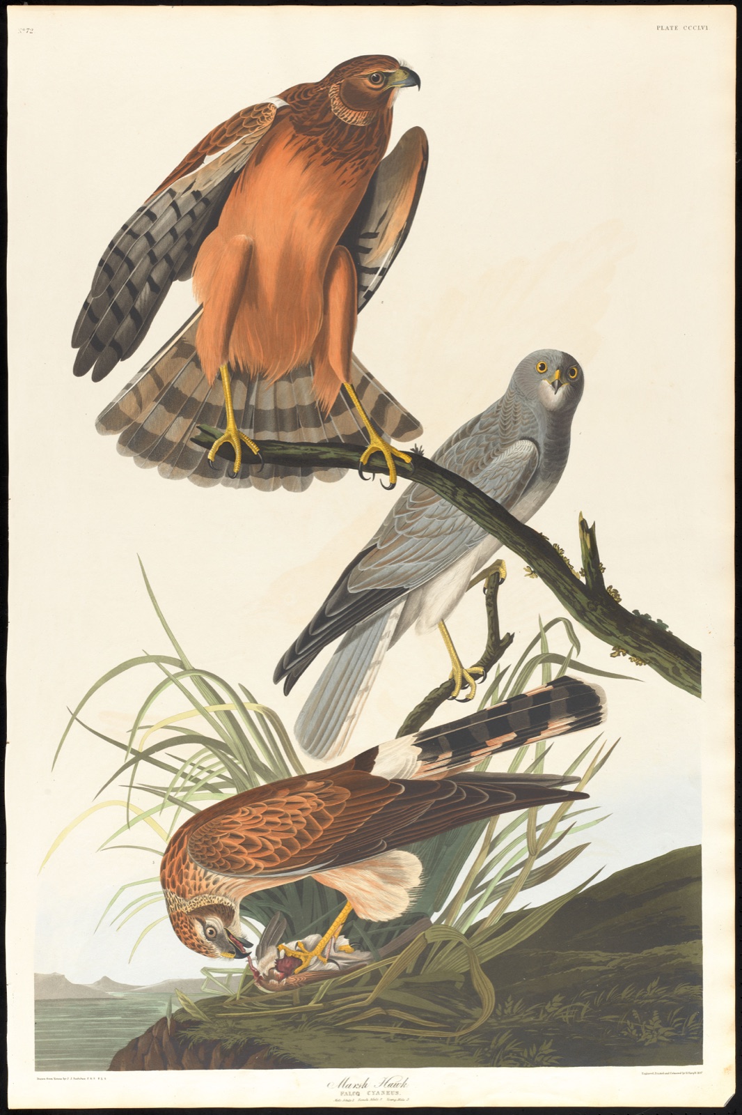 Marsh hawk — Audubon, John James, 1785-1851 (Artist); Havell, Robert, 1793-1878 (Engraver)