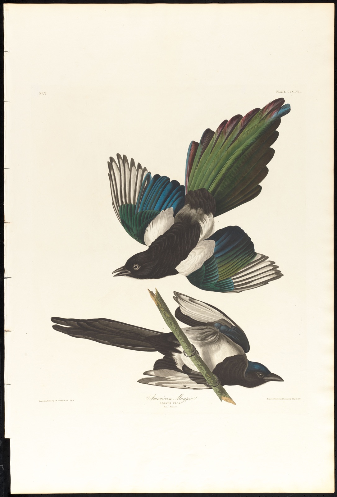 American magpie — Audubon, John James, 1785-1851 (Artist); Havell, Robert, 1793-1878 (Engraver)