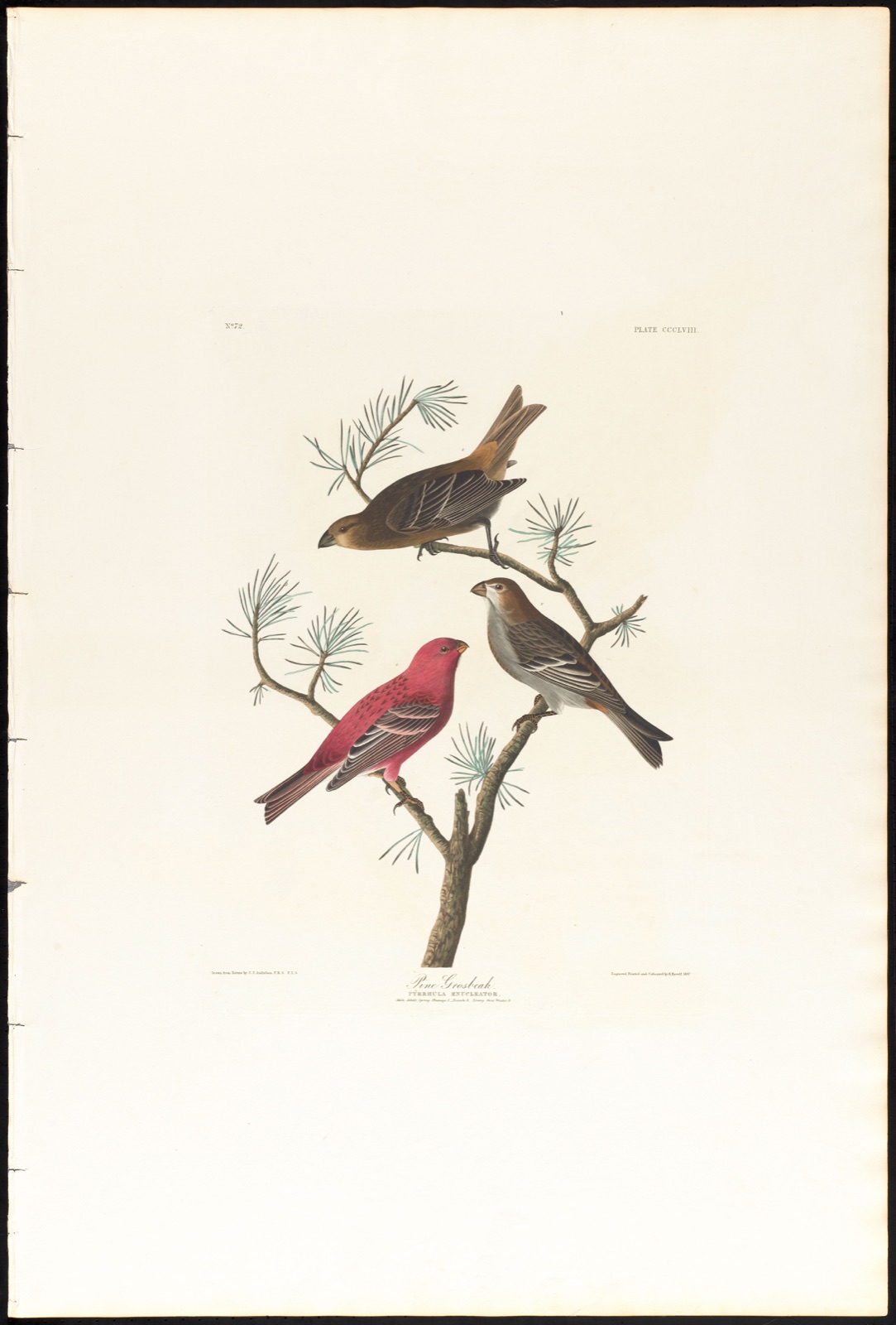 Pine grosbeak — Audubon, John James, 1785-1851 (Artist); Havell, Robert, 1793-1878 (Engraver)