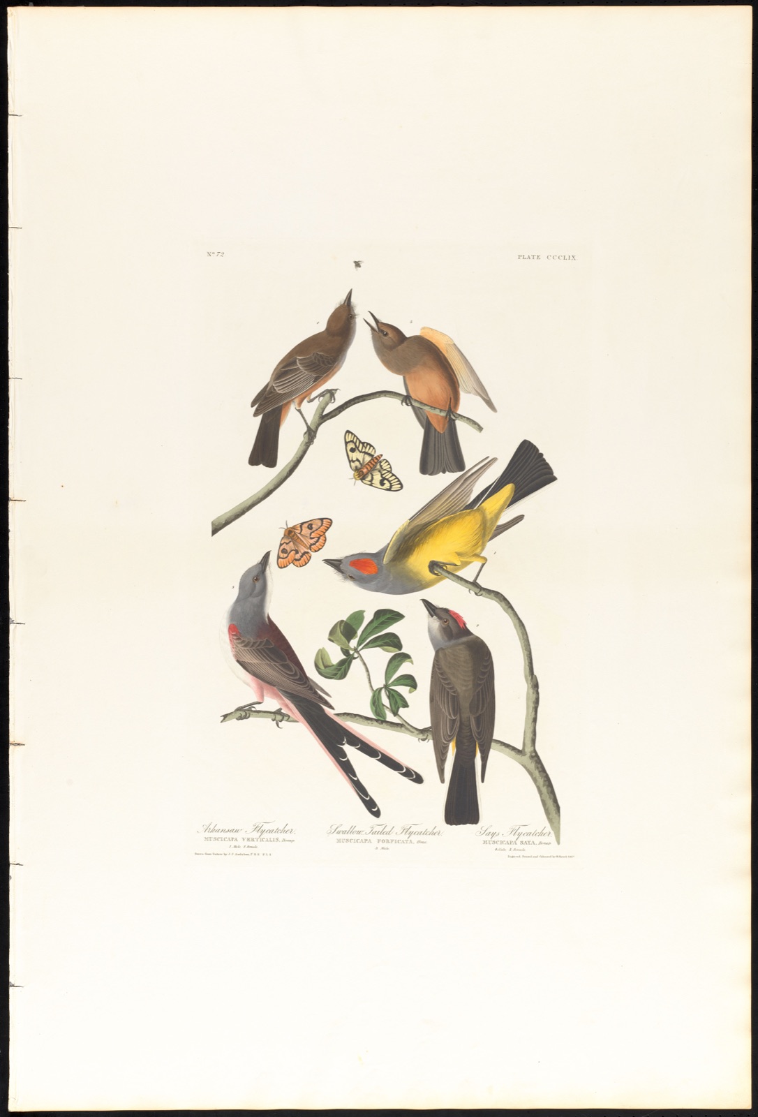 Arkansaw flycatcher. Swallow-tailed flycatcher. Says flycatcher. — Audubon, John James, 1785-1851 (Artist); Havell, Robert, 1793-1878 (Engraver)