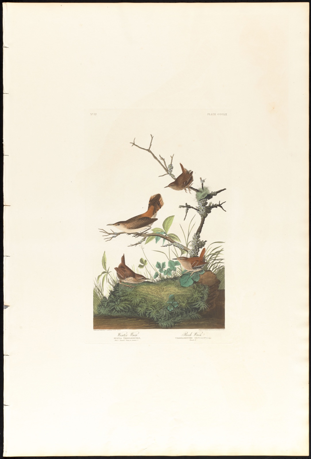 Winter wren. Rock wren — Audubon, John James, 1785-1851 (Artist); Havell, Robert, 1793-1878 (Engraver)