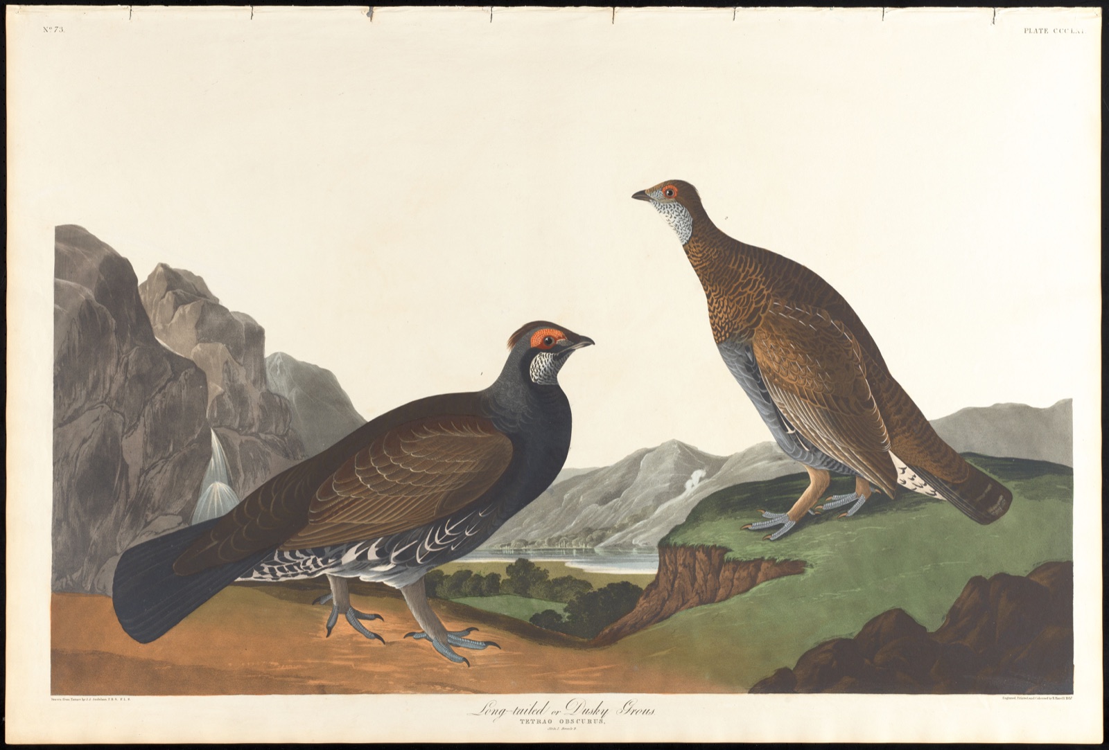 Long-tailed or dusky grous — Audubon, John James, 1785-1851 (Artist); Havell, Robert, 1793-1878 (Engraver)