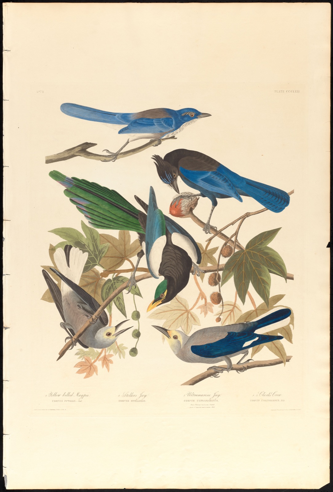 1. Yellow-billed magpie. 2. Stellers jay. 3. Ultramarine jay. 4, 5. Clark's crow — Audubon, John James, 1785-1851 (Artist); Havell, Robert, 1793-1878 (Engraver)