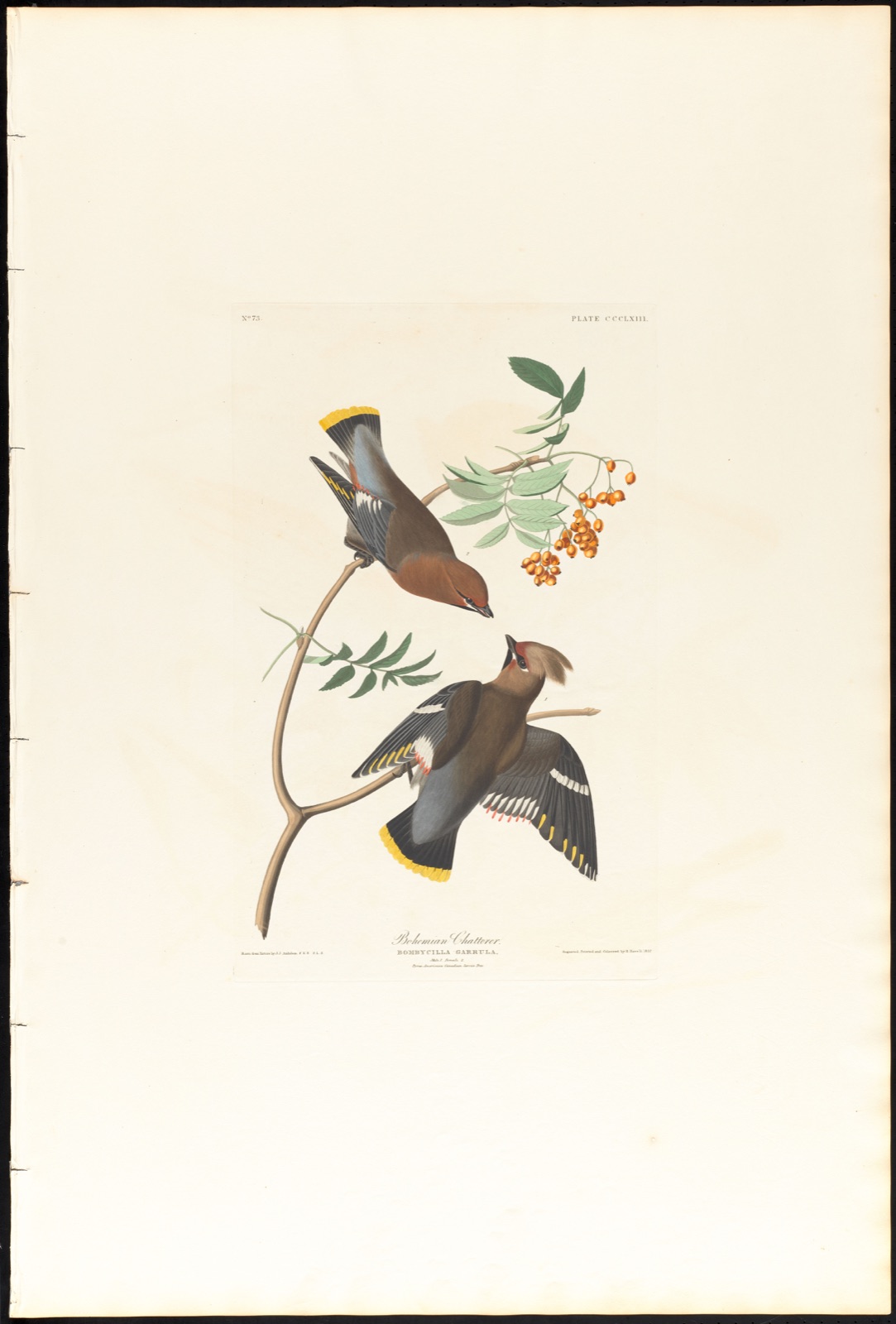 Bohemian chatterer — Audubon, John James, 1785-1851 (Artist); Havell, Robert, 1793-1878 (Engraver)