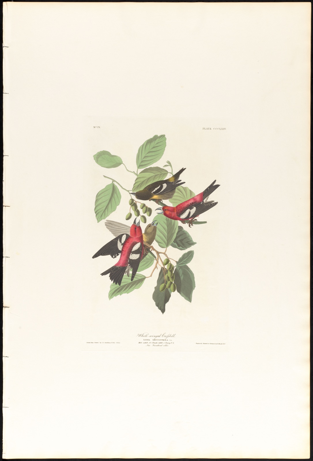 White-winged crossbill — Audubon, John James, 1785-1851 (Artist); Havell, Robert, 1793-1878 (Engraver)