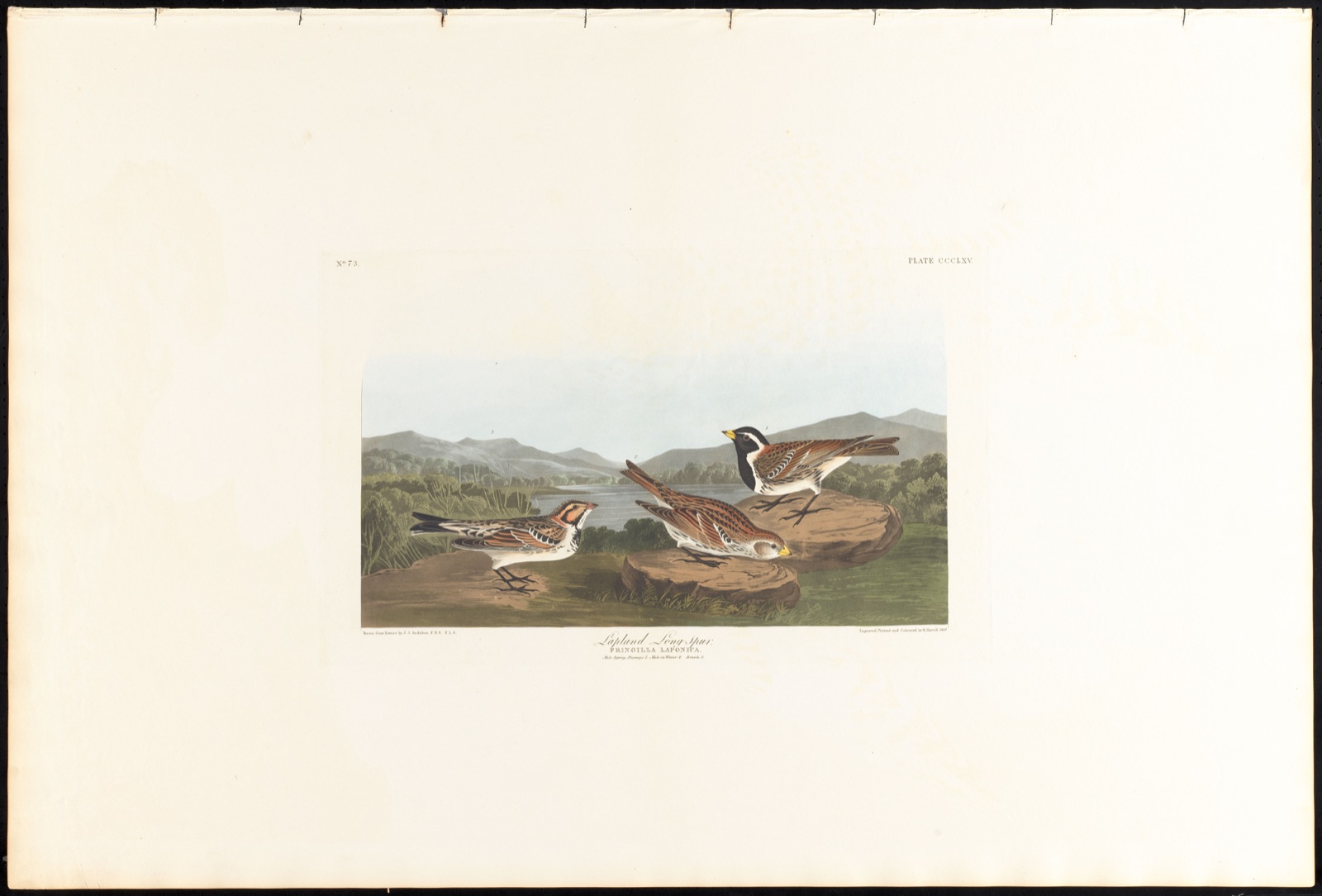 Lapland long-spur — Audubon, John James, 1785-1851 (Artist); Havell, Robert, 1793-1878 (Engraver)