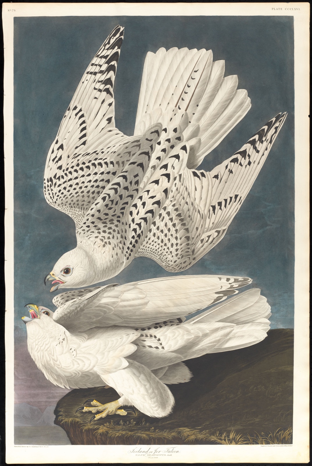 Iceland or jer falcon — Audubon, John James, 1785-1851 (Artist); Havell, Robert, 1793-1878 (Engraver)
