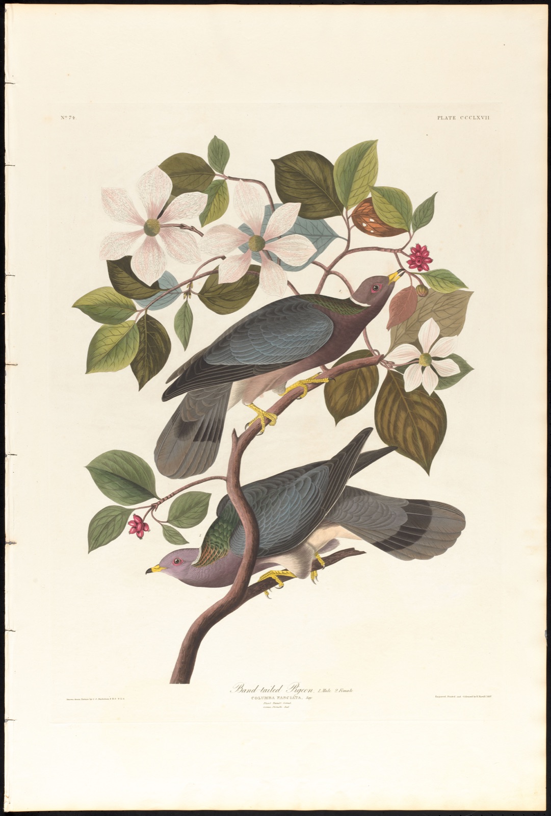 Band-tailed pigeon — Audubon, John James, 1785-1851 (Artist); Havell, Robert, 1793-1878 (Engraver)