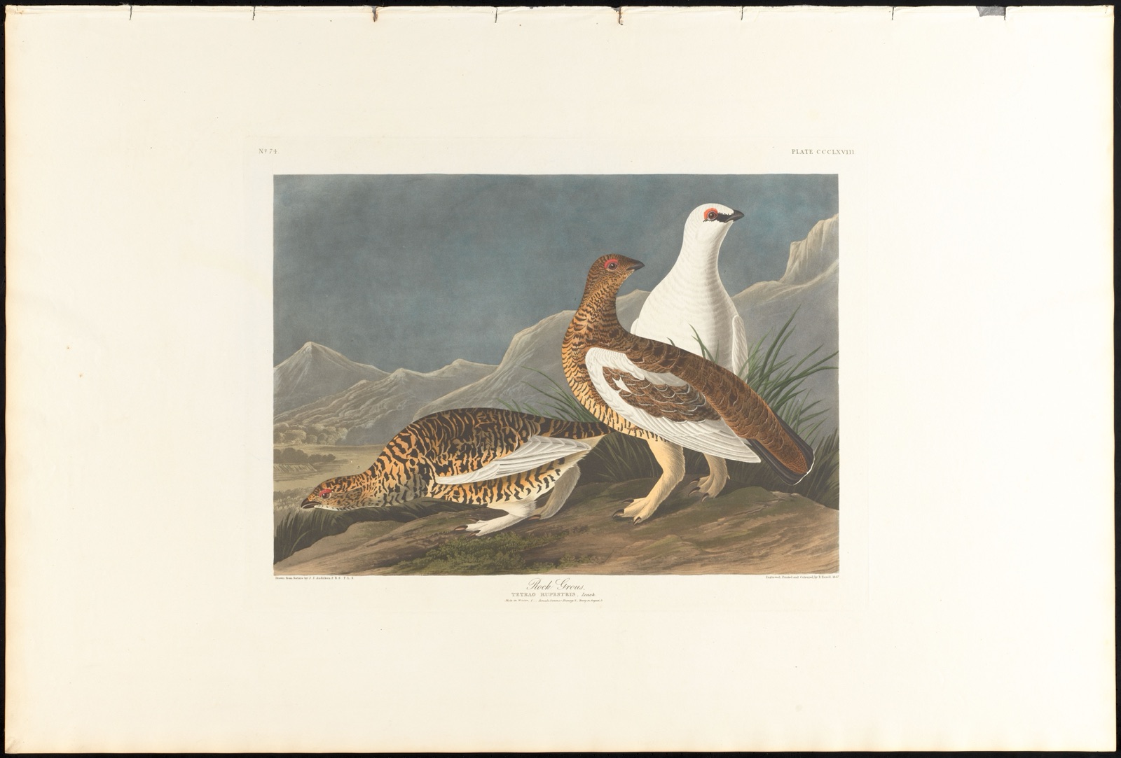 Rock grous — Audubon, John James, 1785-1851 (Artist); Havell, Robert, 1793-1878 (Engraver)