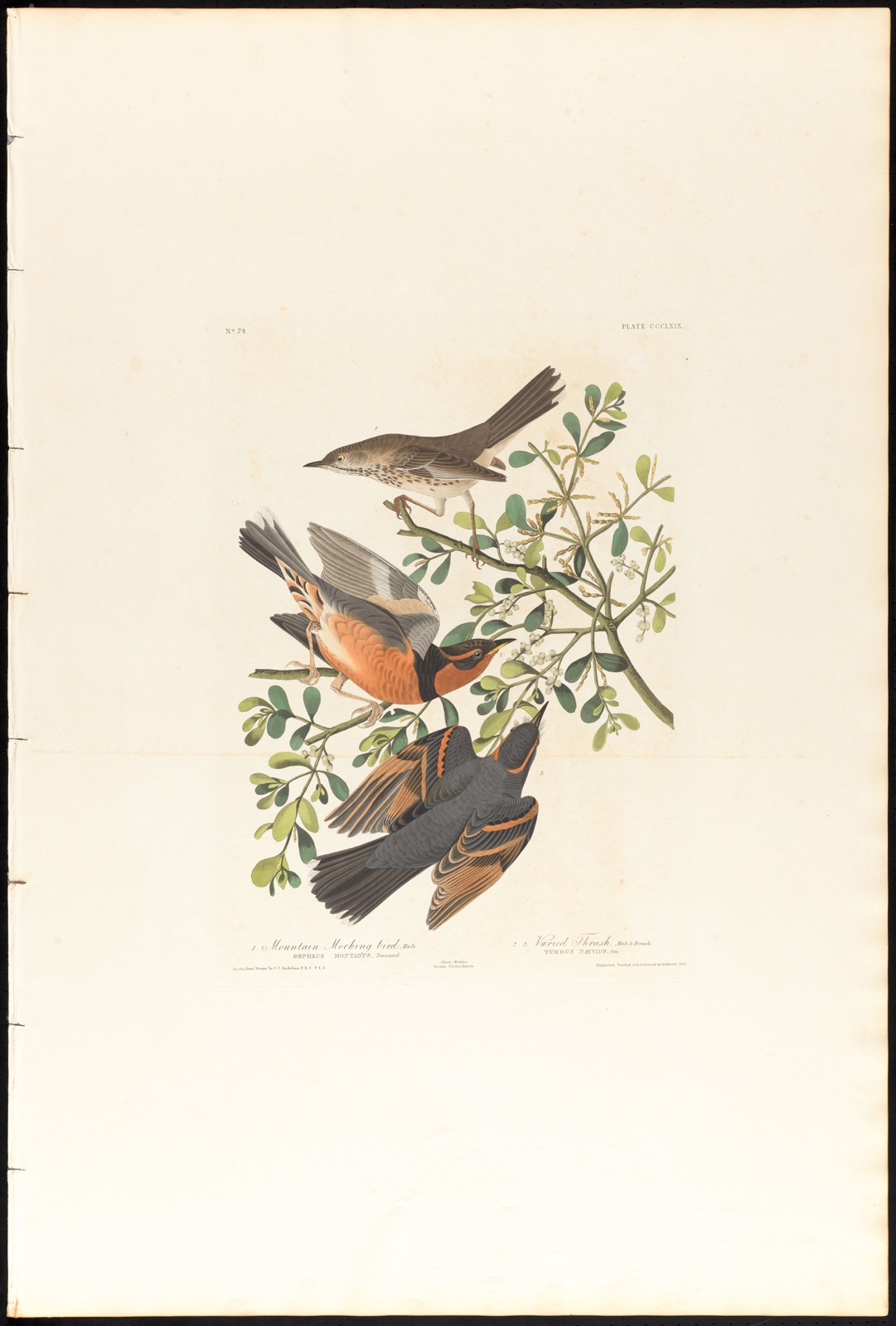 1. Mountain mocking bird, male. 2. 3. Varied thrush, male & female — Audubon, John James, 1785-1851 (Artist); Havell, Robert, 1793-1878 (Engraver)