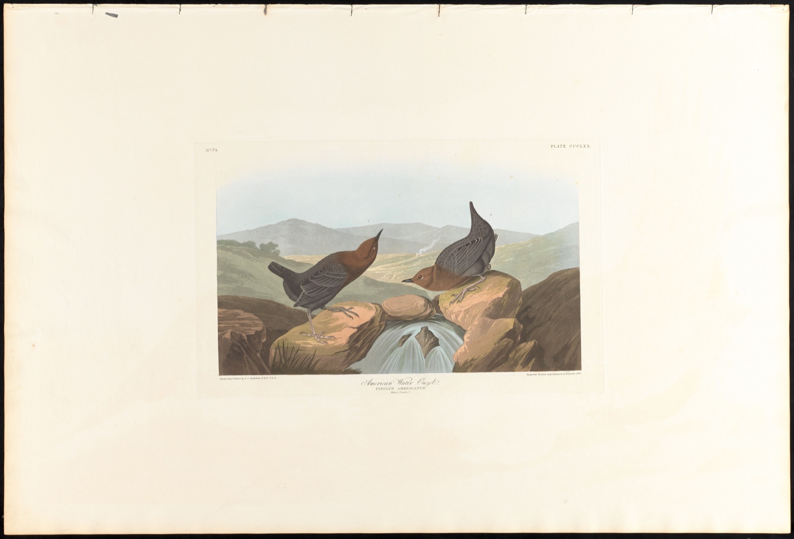 American water ouzel — Audubon, John James, 1785-1851 (Artist); Havell, Robert, 1793-1878 (Engraver)