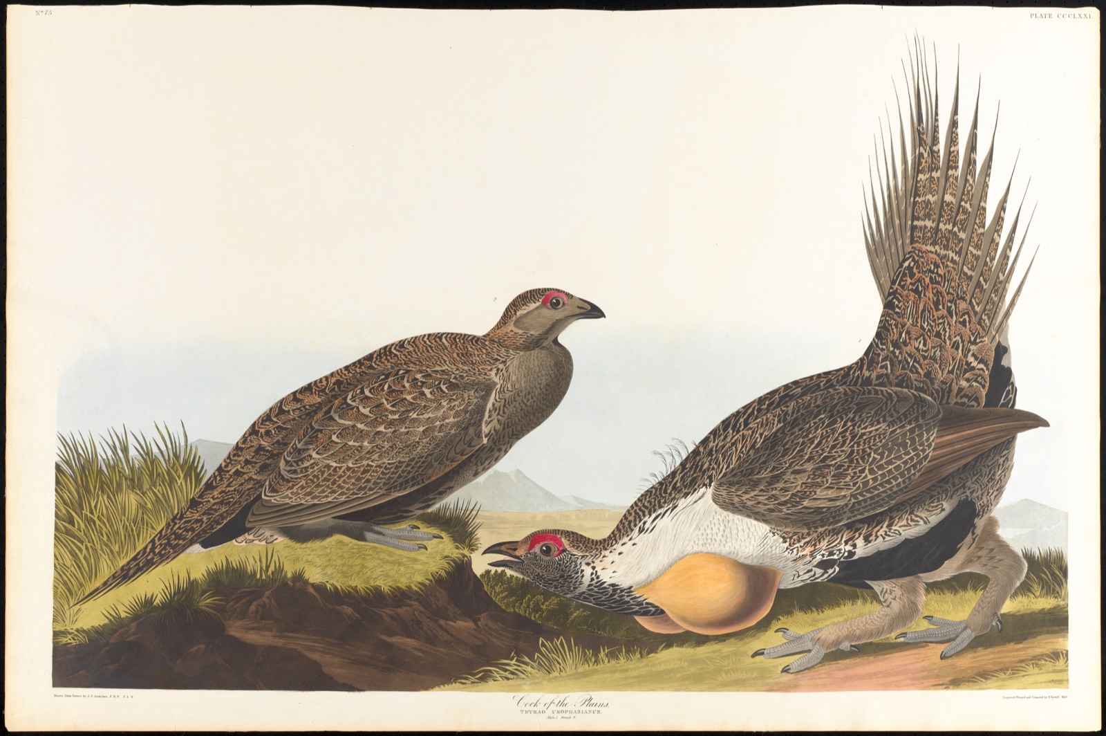 Cock of the plains — Audubon, John James, 1785-1851 (Artist); Havell, Robert, 1793-1878 (Engraver)