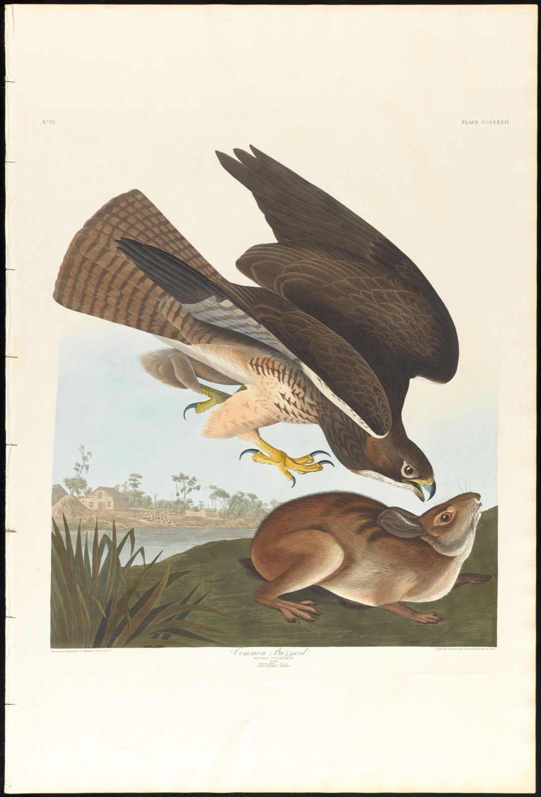 Common buzzard — Audubon, John James, 1785-1851 (Artist); Havell, Robert, 1793-1878 (Engraver)