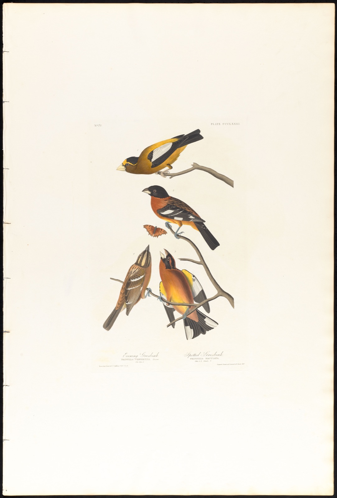 Evening grosbeak. Spotted grosbeak — Audubon, John James, 1785-1851 (Artist); Havell, Robert, 1793-1878 (Engraver)