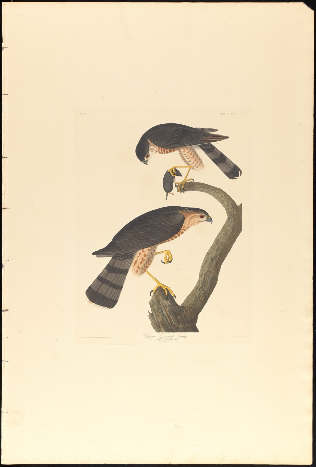 Sharp-skinned hawk — Audubon, John James, 1785-1851 (Artist); Havell, Robert, 1793-1878 (Engraver)