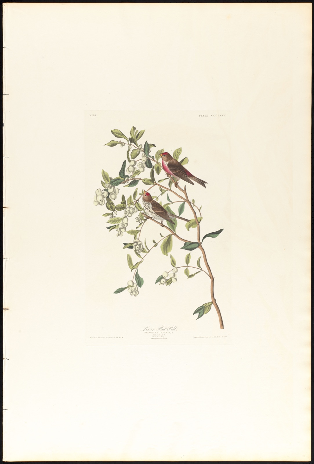 Lesser red-poll — Audubon, John James, 1785-1851 (Artist); Havell, Robert, 1793-1878 (Engraver)