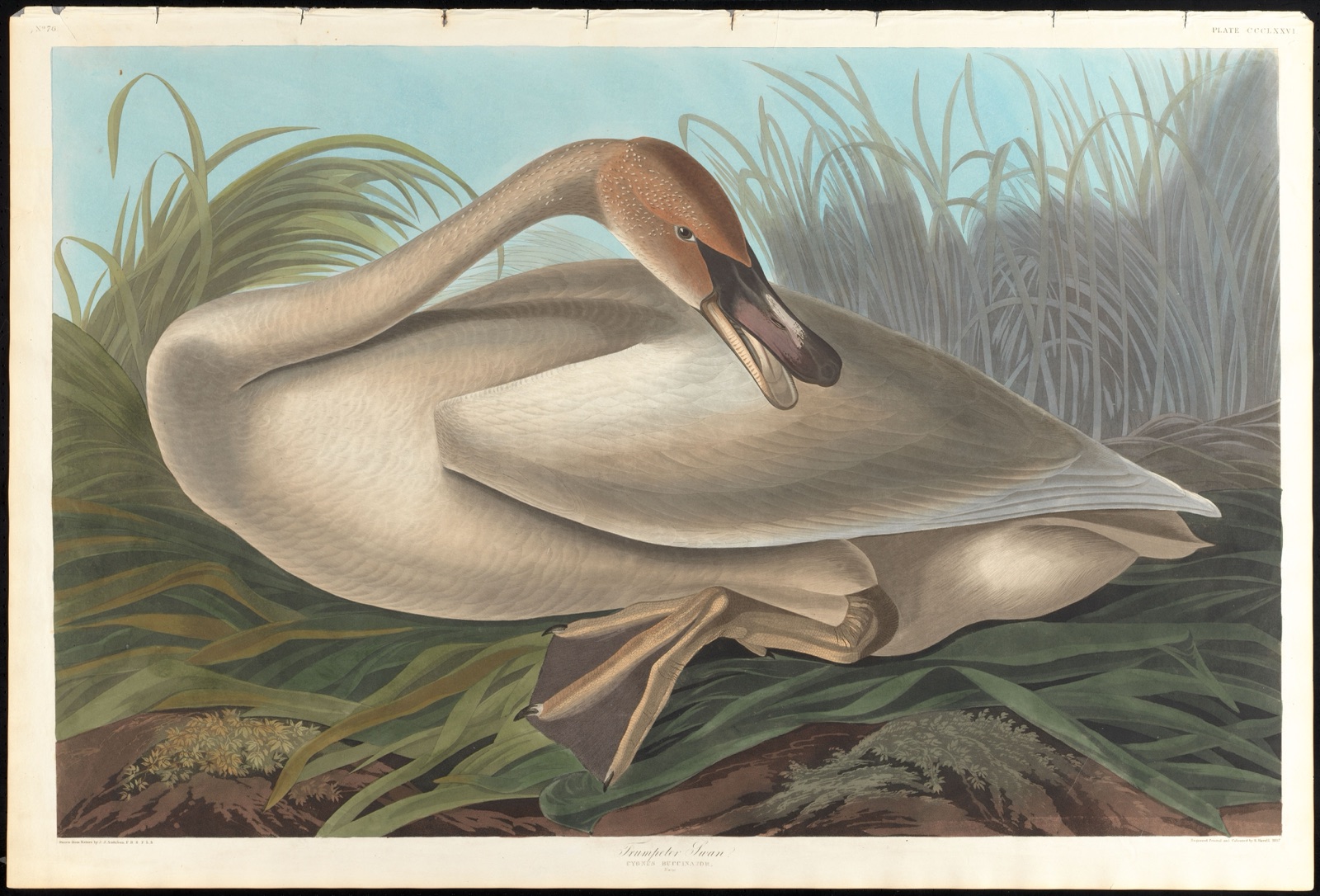 Trumpeter swan — Audubon, John James, 1785-1851 (Artist); Havell, Robert, 1793-1878 (Engraver)