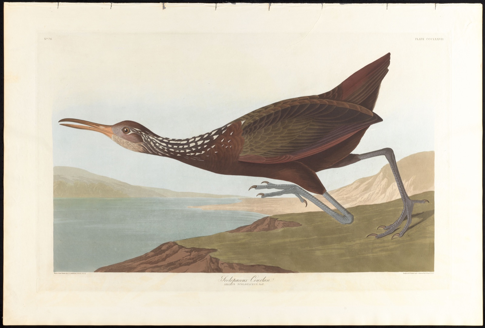 Scolpaceus courlan — Audubon, John James, 1785-1851 (Artist); Havell, Robert, 1793-1878 (Engraver)